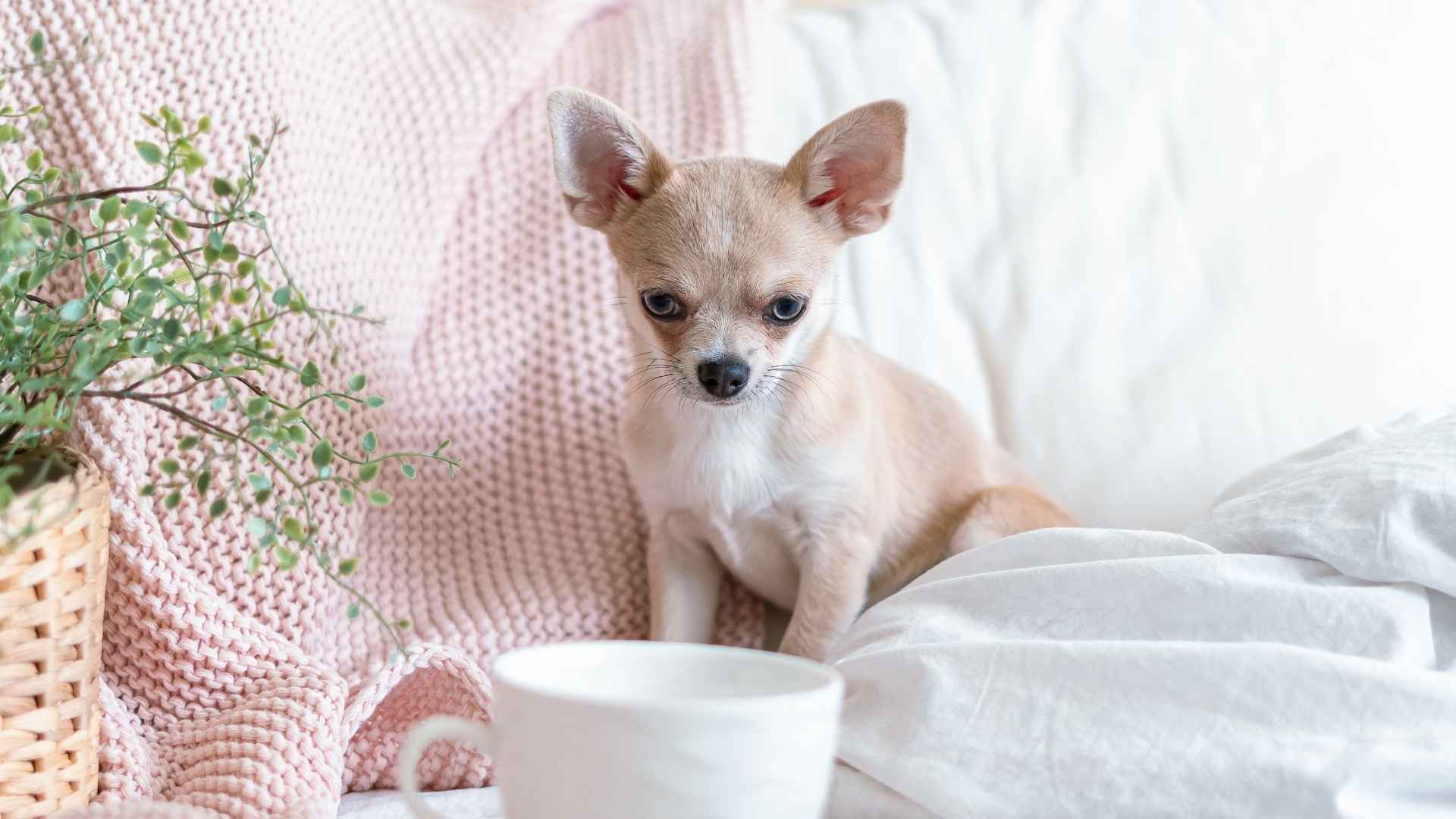 7 Affordable Teacup Dog Breeds That Fit Your Budget and Lifestyle