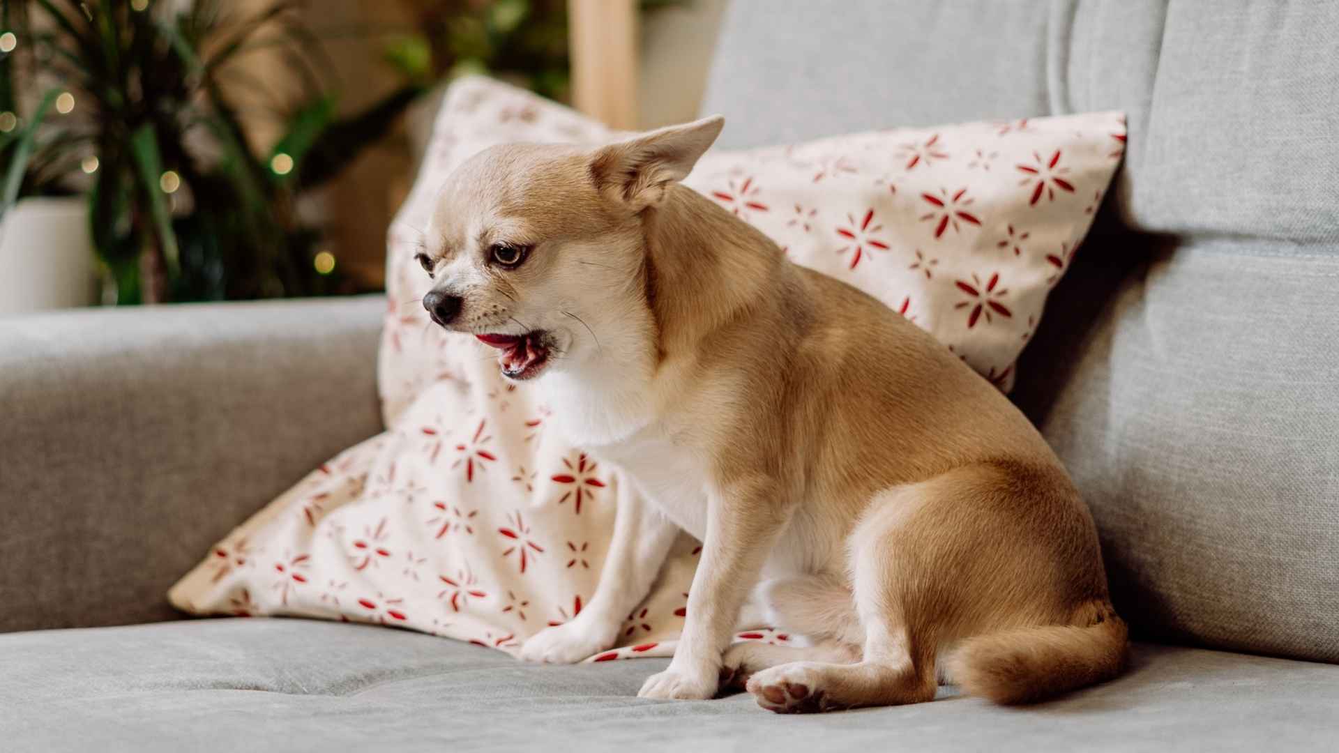 7 Aggressive Dog Breeds: What Every Owner Should Know