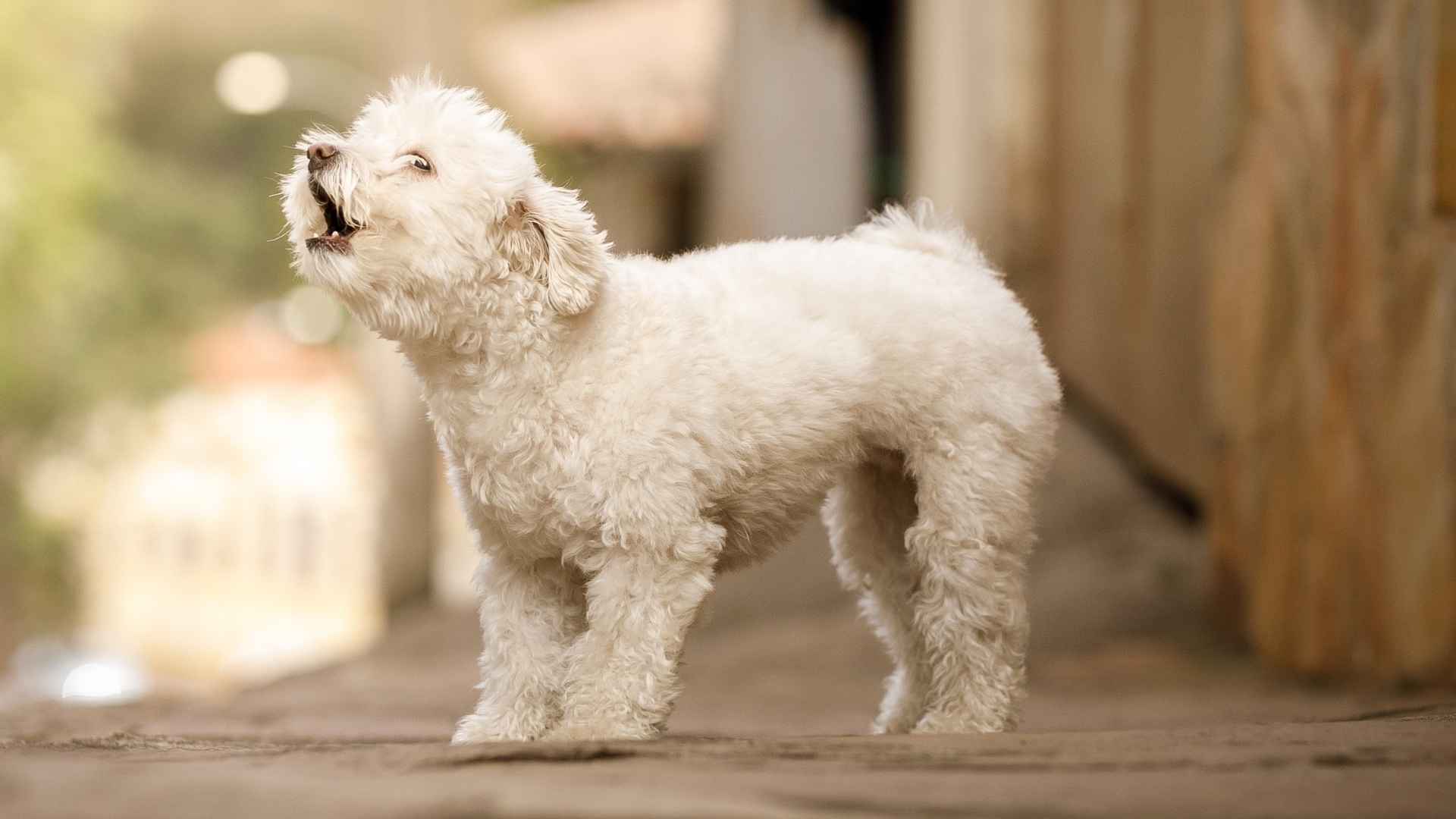 7 Alert Toy Dog Breeds That Make the Best Little Guardians
