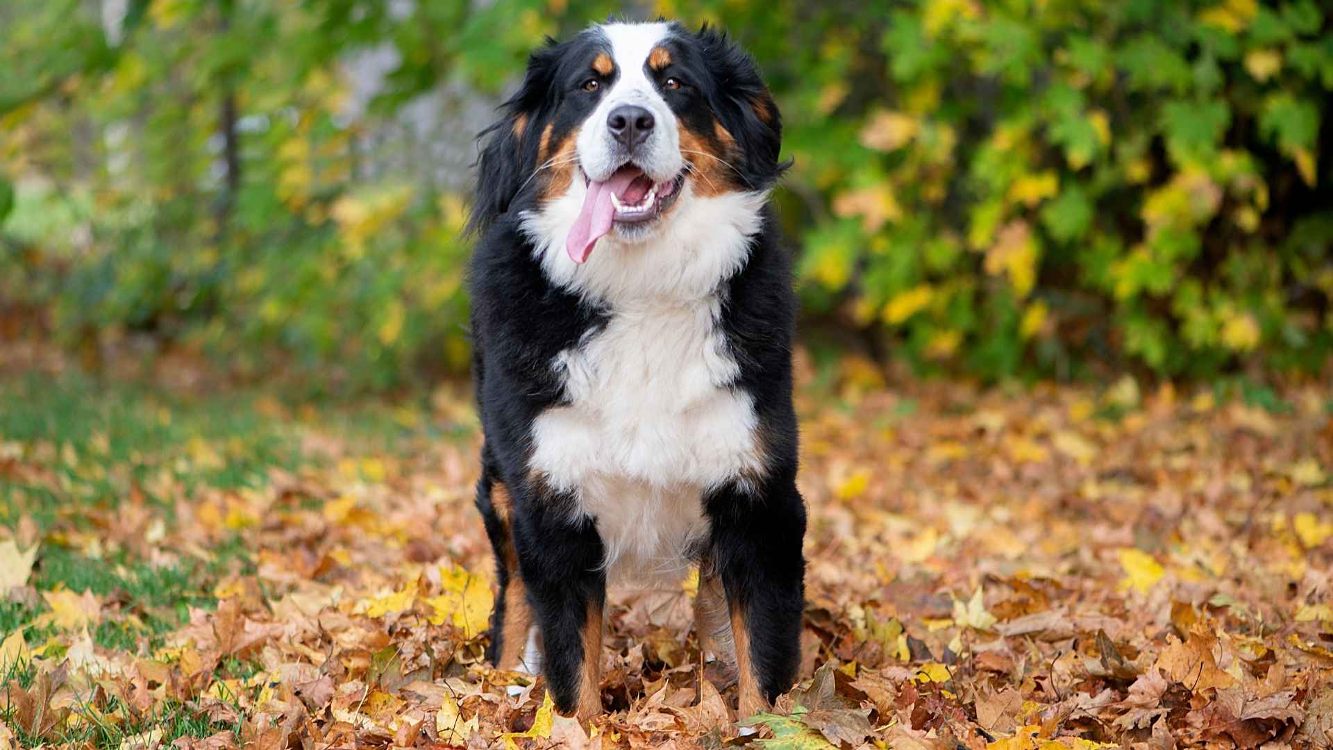 7 Amazing Dog Breeds Known for Healthy Teeth