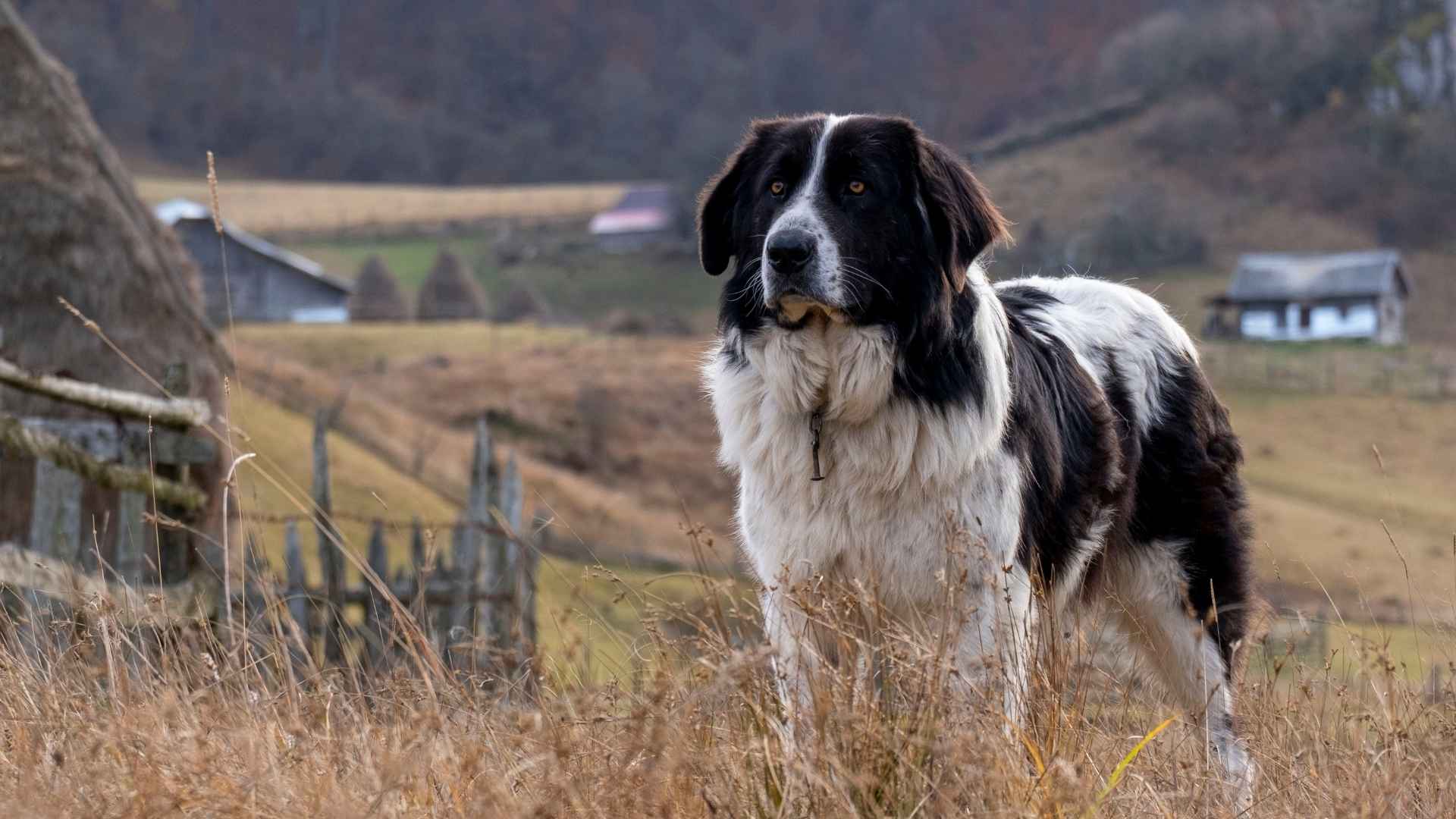 7 Amazing Guard Dog Breeds For Rural And Remote Areas