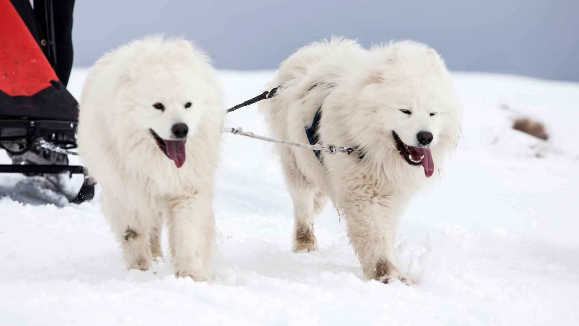 7 Arctic Sled Dog Breeds for Snowy Adventures