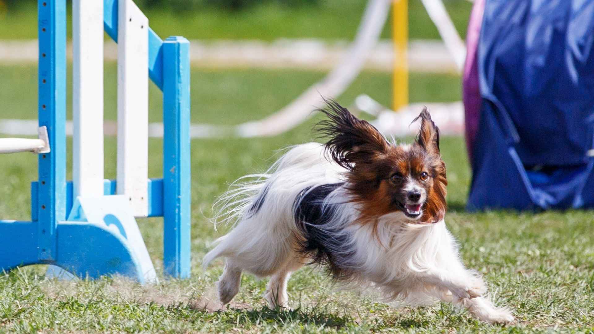 7 Athletic Small Dog Breeds That Excel in Sports, Agility, and Adventure