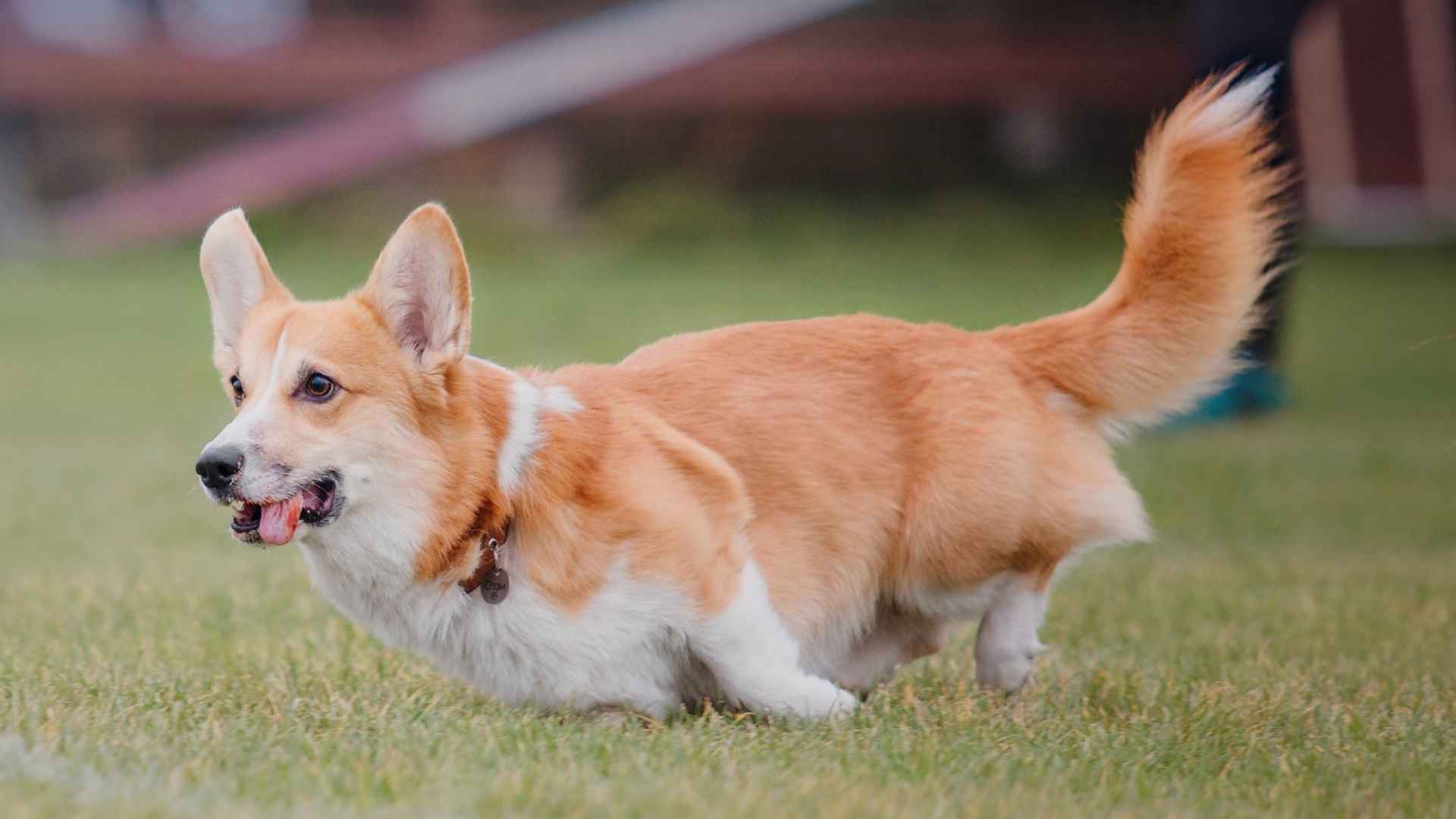 7 Athletic Toy Dog Breeds That Make You Happy