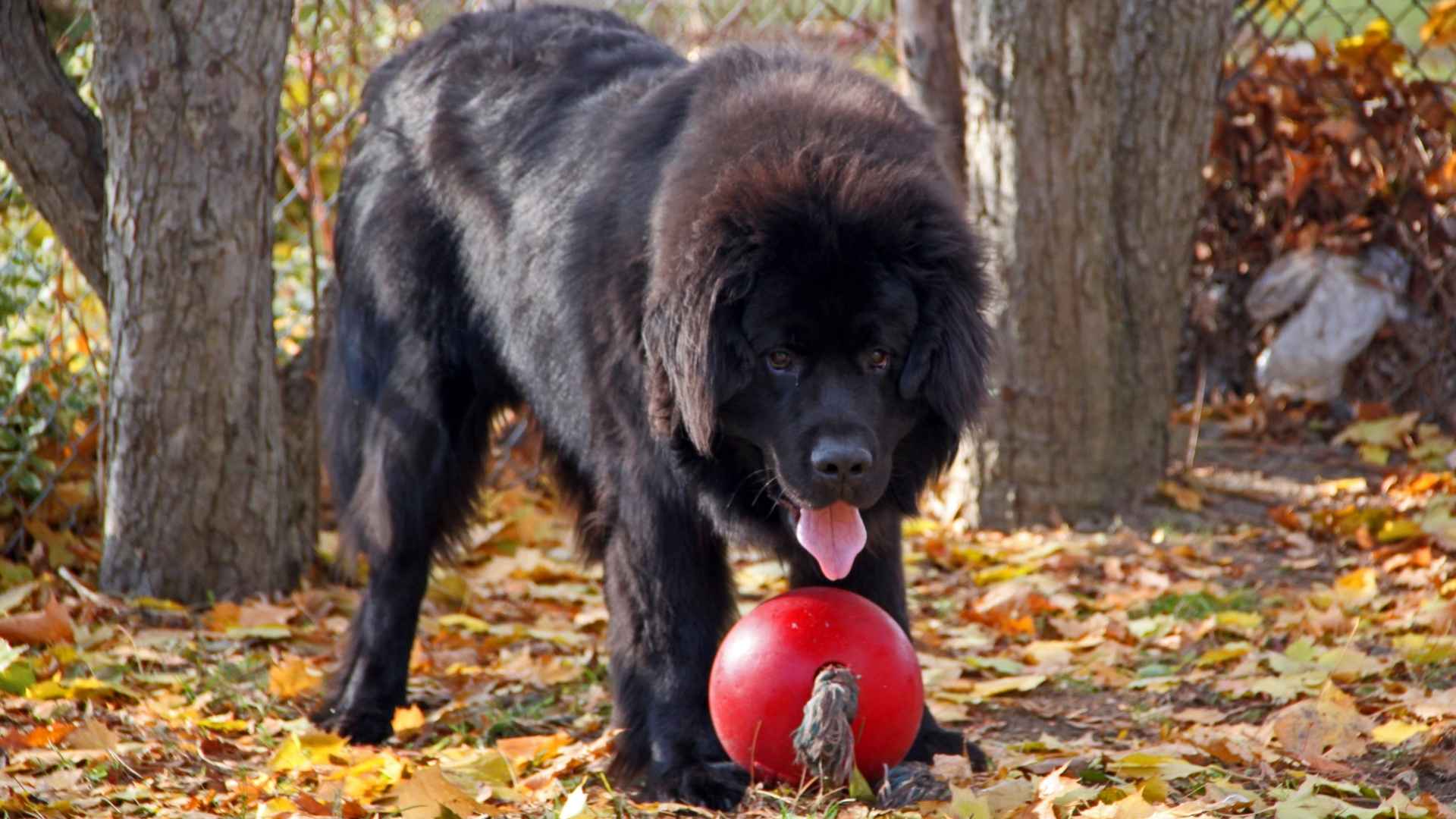 7 Athletic XL Dog Breeds That Love to Stay Active