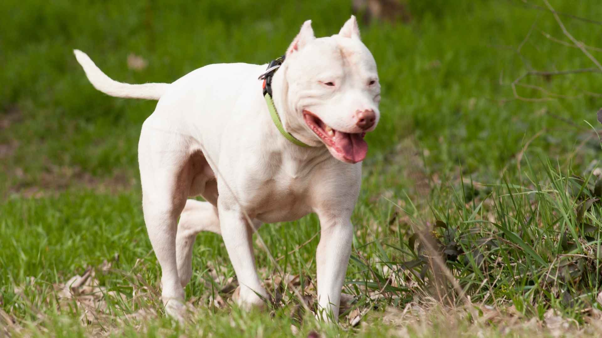 7 Awesome Dog Breeds with Best Joint Health for Happy, Active Lives