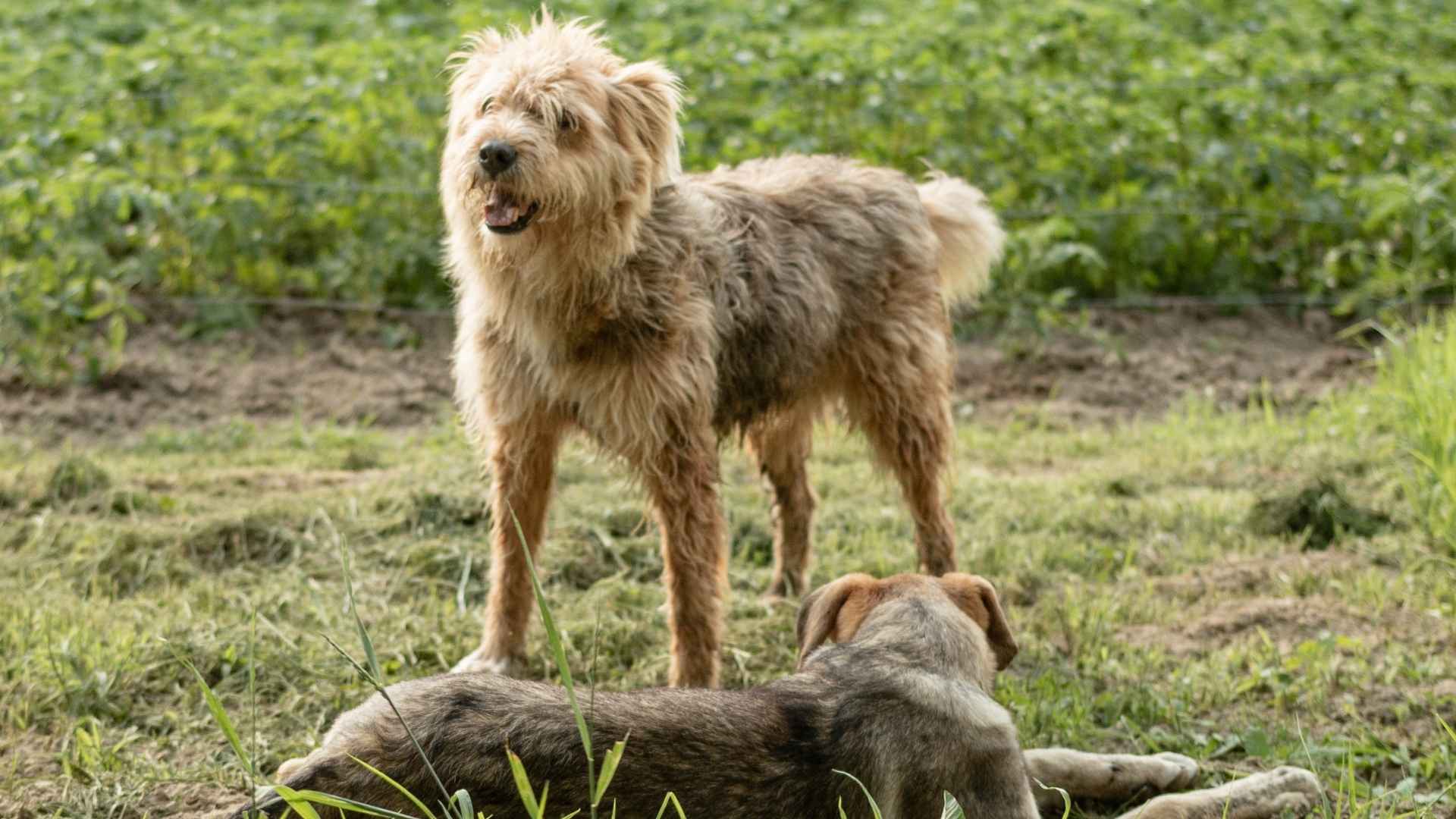 7 Beautiful Dog Breeds That Are Now Extinct, But Their Stories Still Touch Hearts