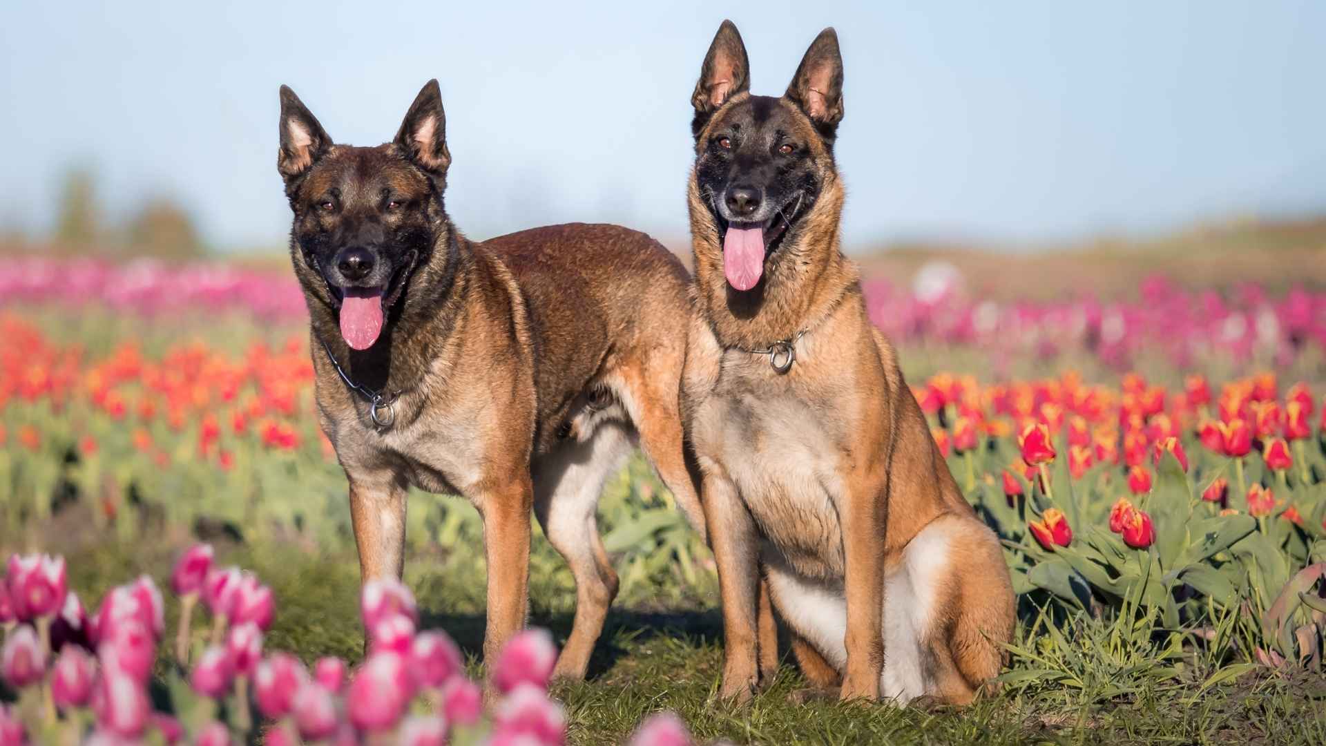 7 Belgium Dog Breeds: Everything You Need to Know