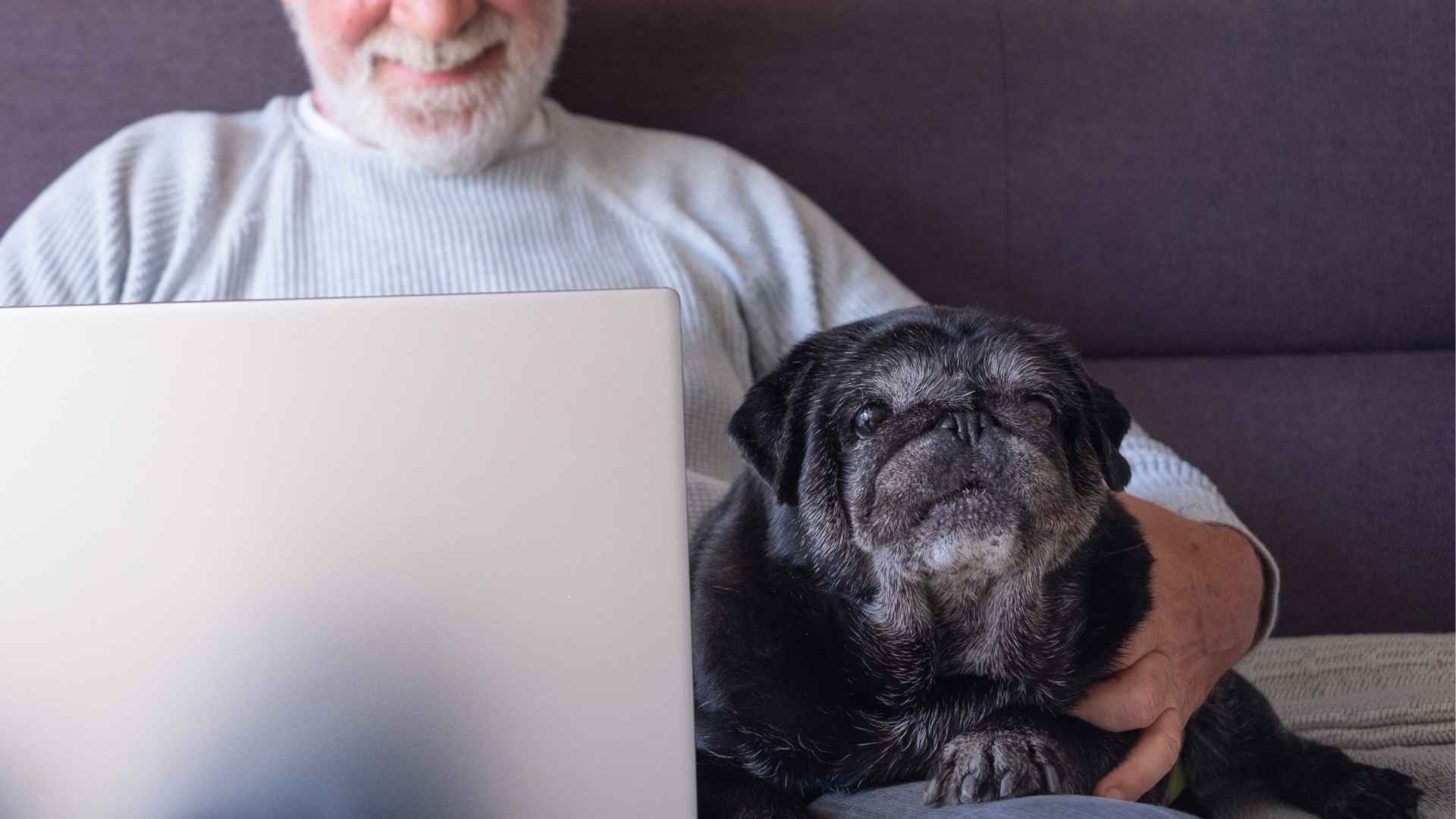 7 Best Black-Coated Dog Breeds for Seniors: Shiny Coats, Soothing Souls