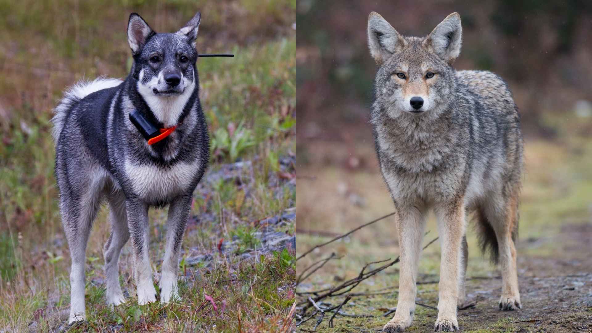 7 Best Coyote Hunting Dog Breeds Known for Power, Agility & Tracking