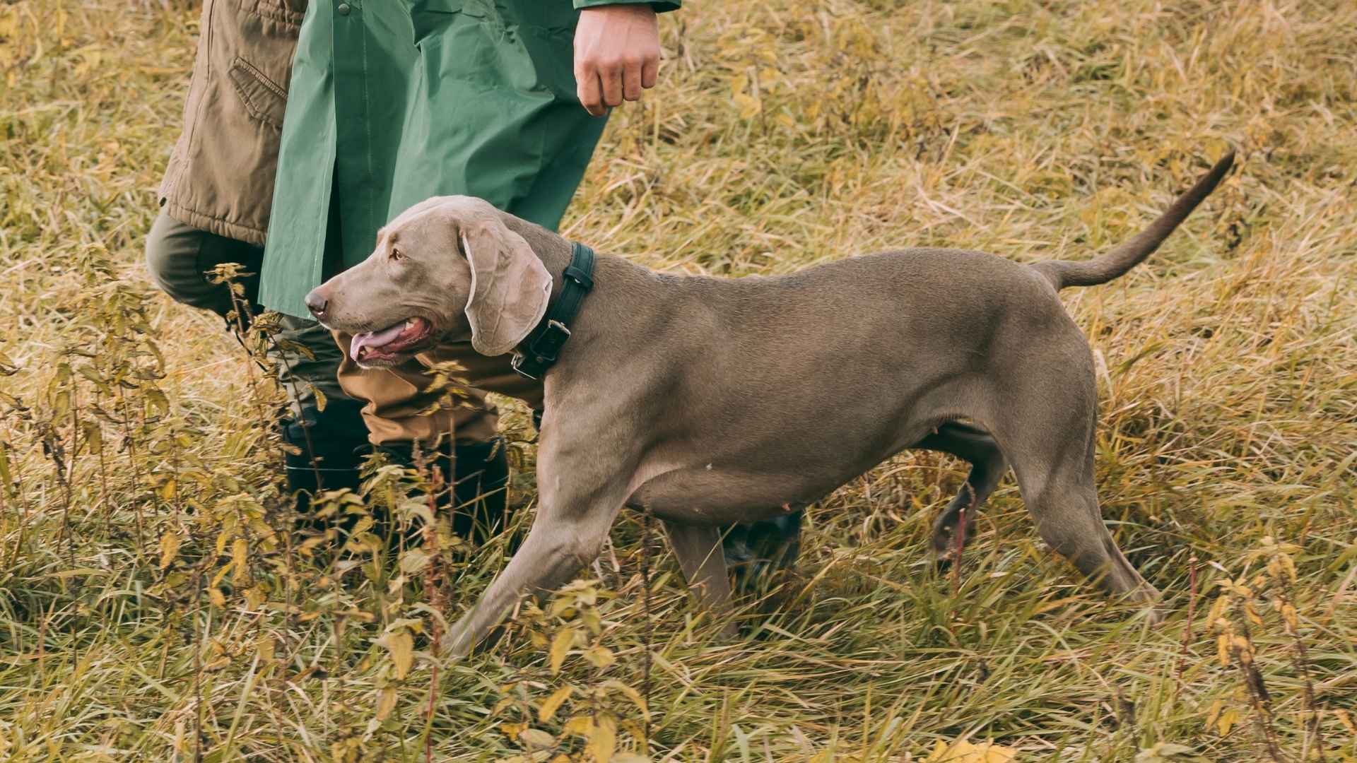 7 Best Deer Tracking Dogs: With Incredible Smelling Senses