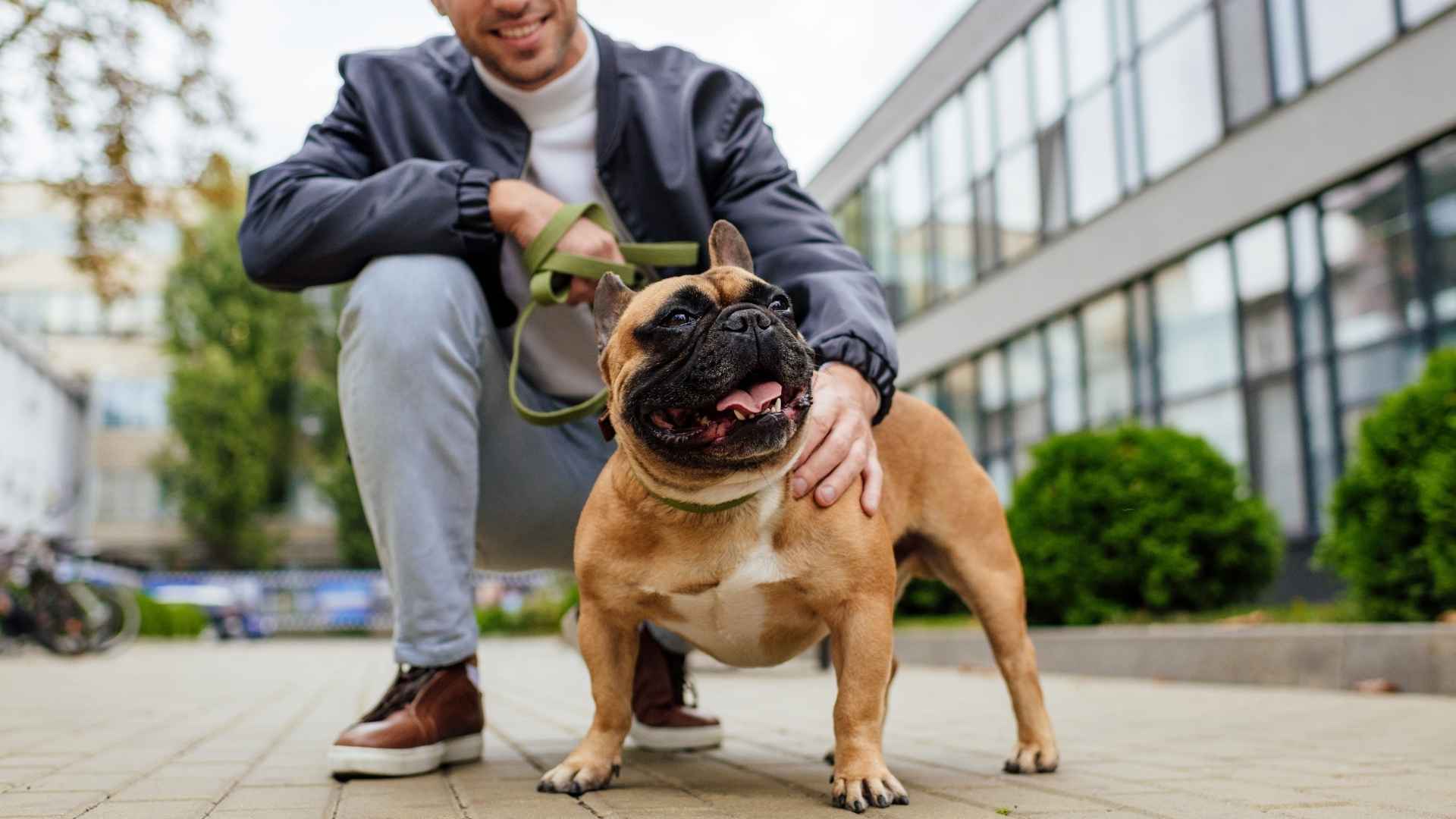 7 Best Dog Breeds For Lonely Man Who Needs Company