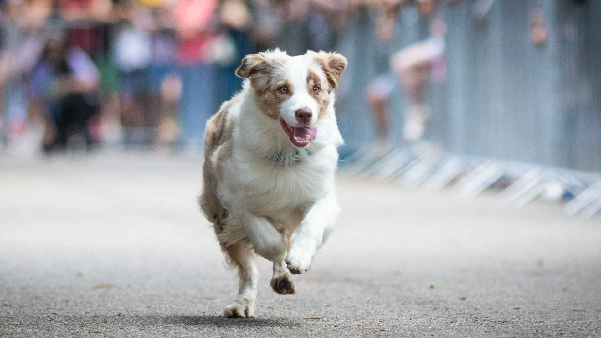 7 Best Dog Breeds For Marathon Runners Who Love to Go the Distance