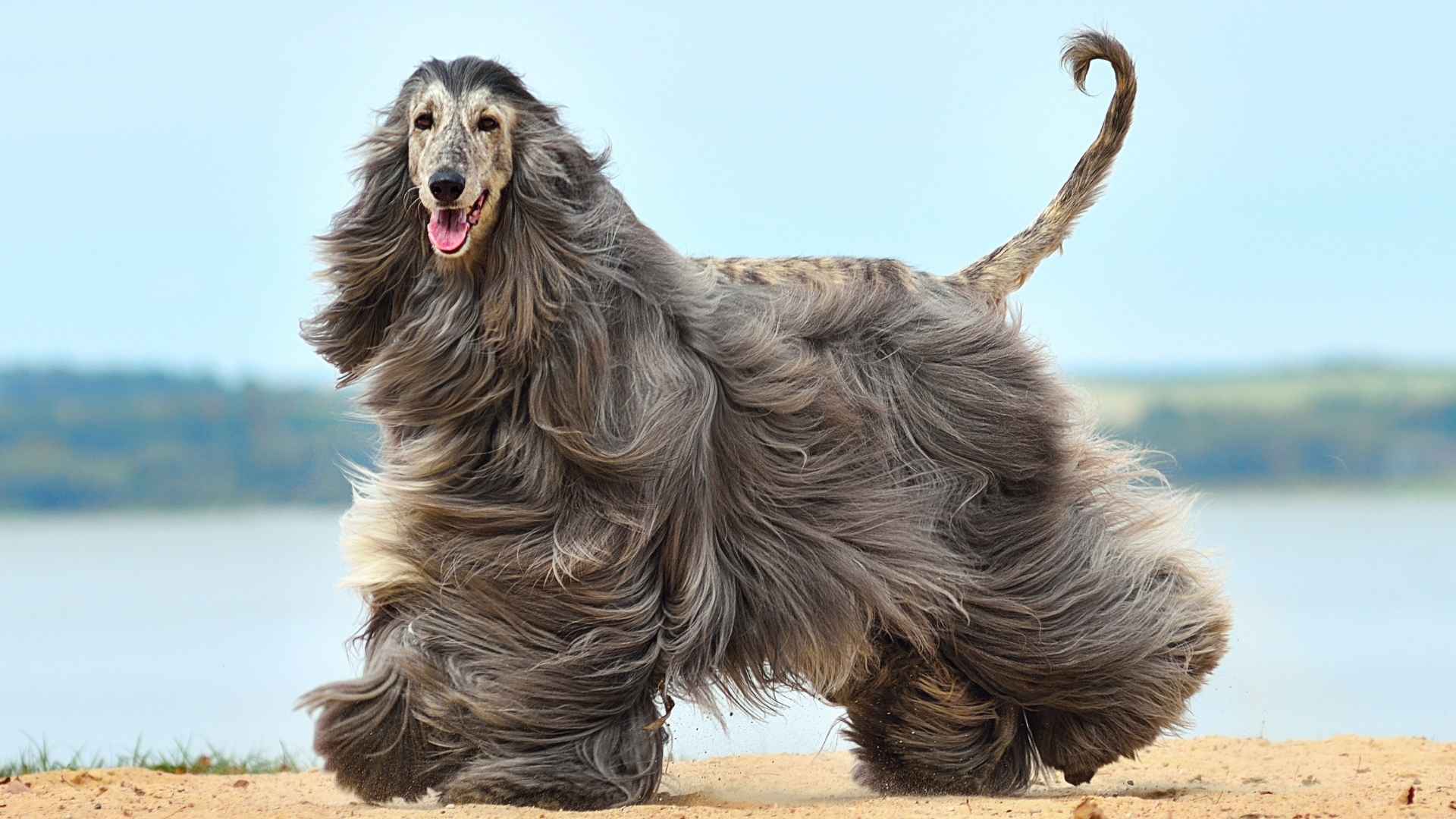 7 Best Dog Breeds Least Prone to Skin Rashes