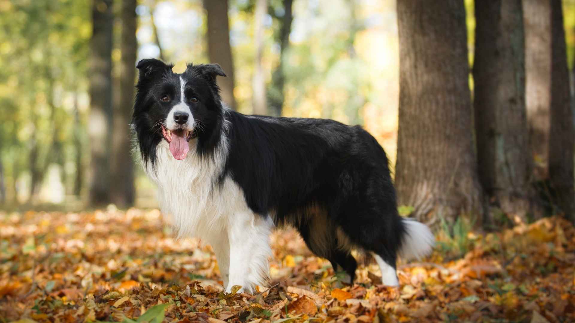 7 Best Dog Breeds That Thrive in Outdoor Spaces