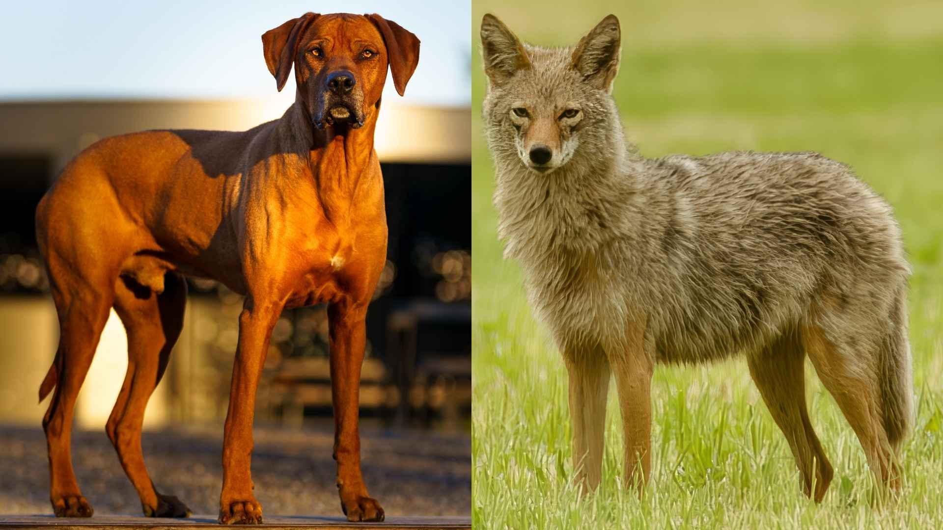 7 Best Dog Breeds To Protect Against Coyotes: No Life Shall be Lost