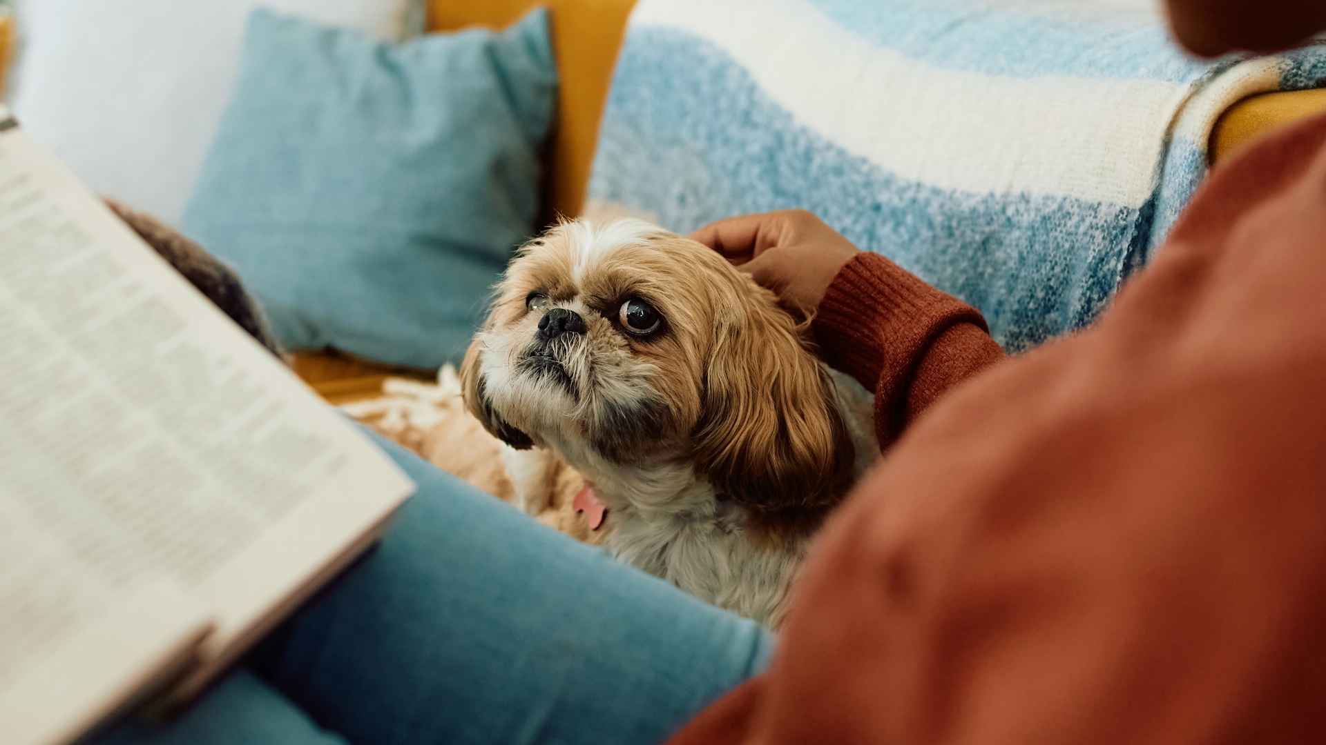 7 Best Dog Breeds for Book Lovers to Keep You Company While Reading