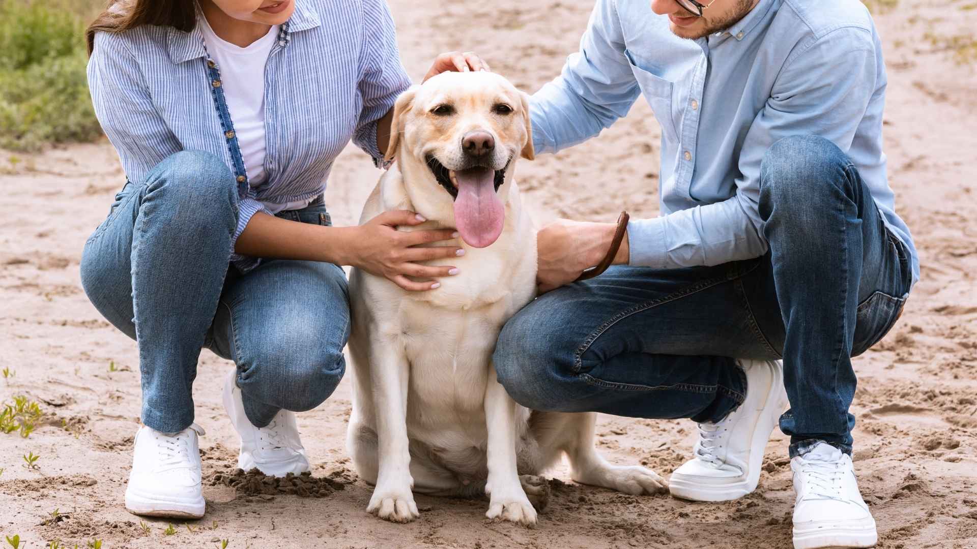 7 Best Dog Breeds for Couples That Bring Joy and Balance
