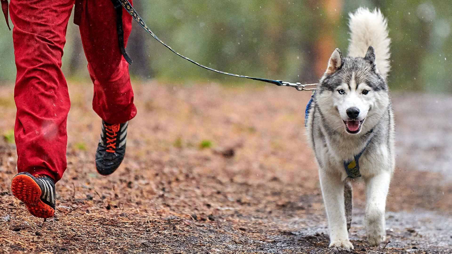 7 Best Dog Breeds for Joggers Who Run for the Joy, the Bond, and the Journey