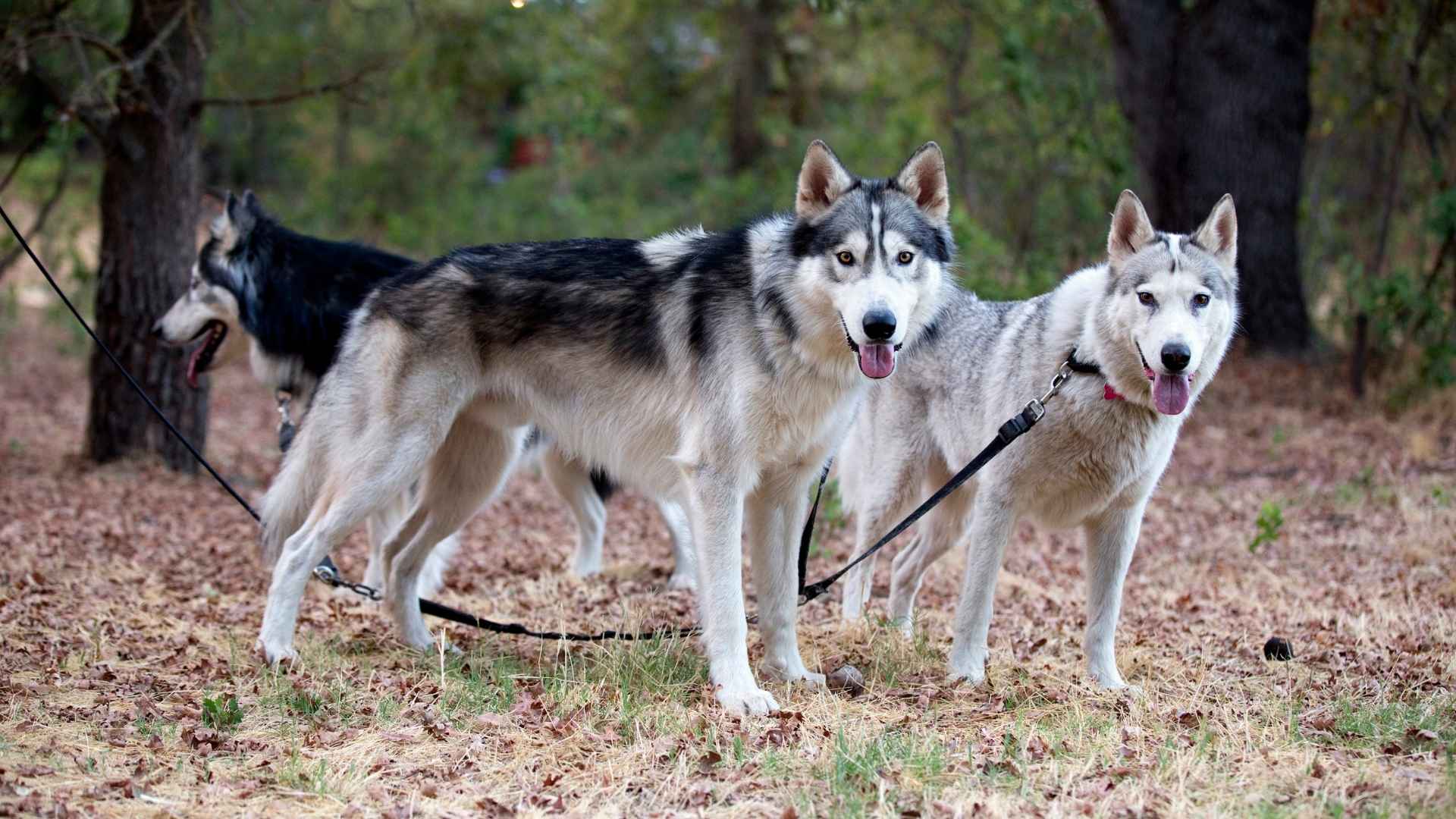 7 Best Dog Breeds for Living In The Woods
