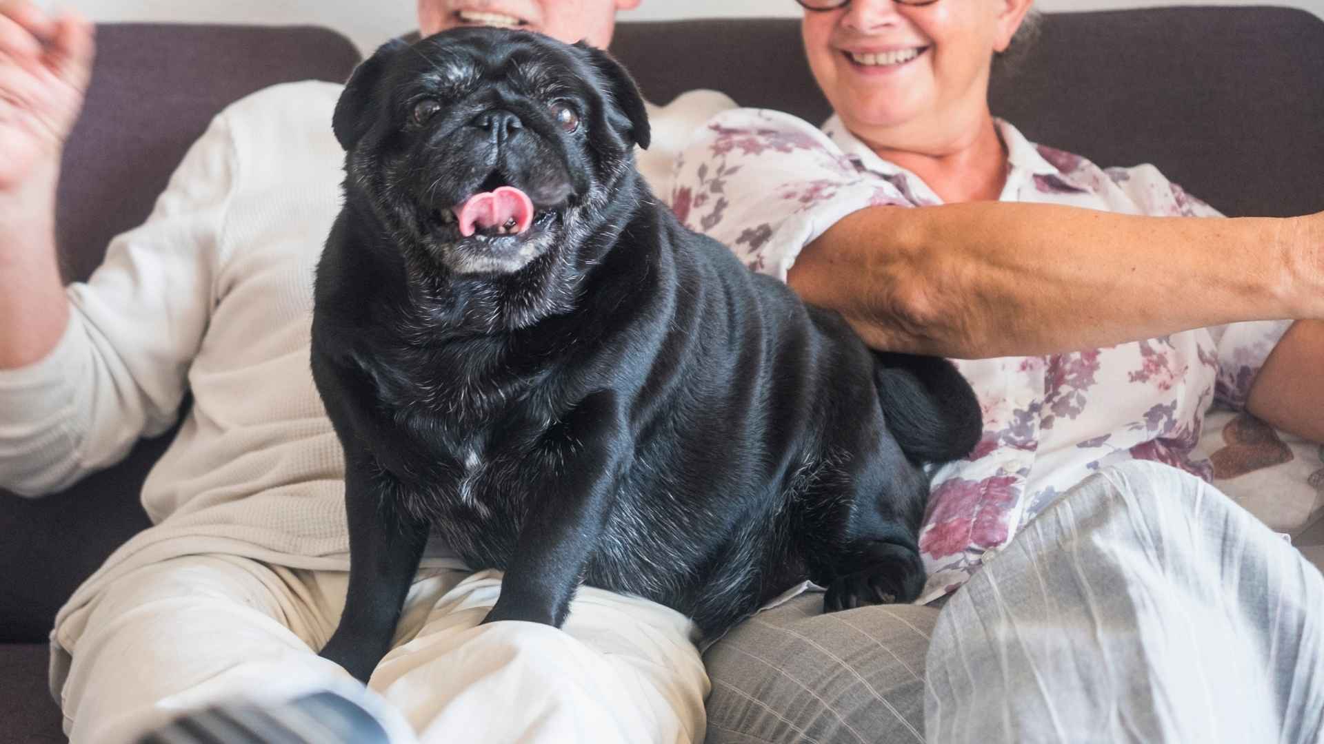 Best Dog Breeds for Seniors and Retirees