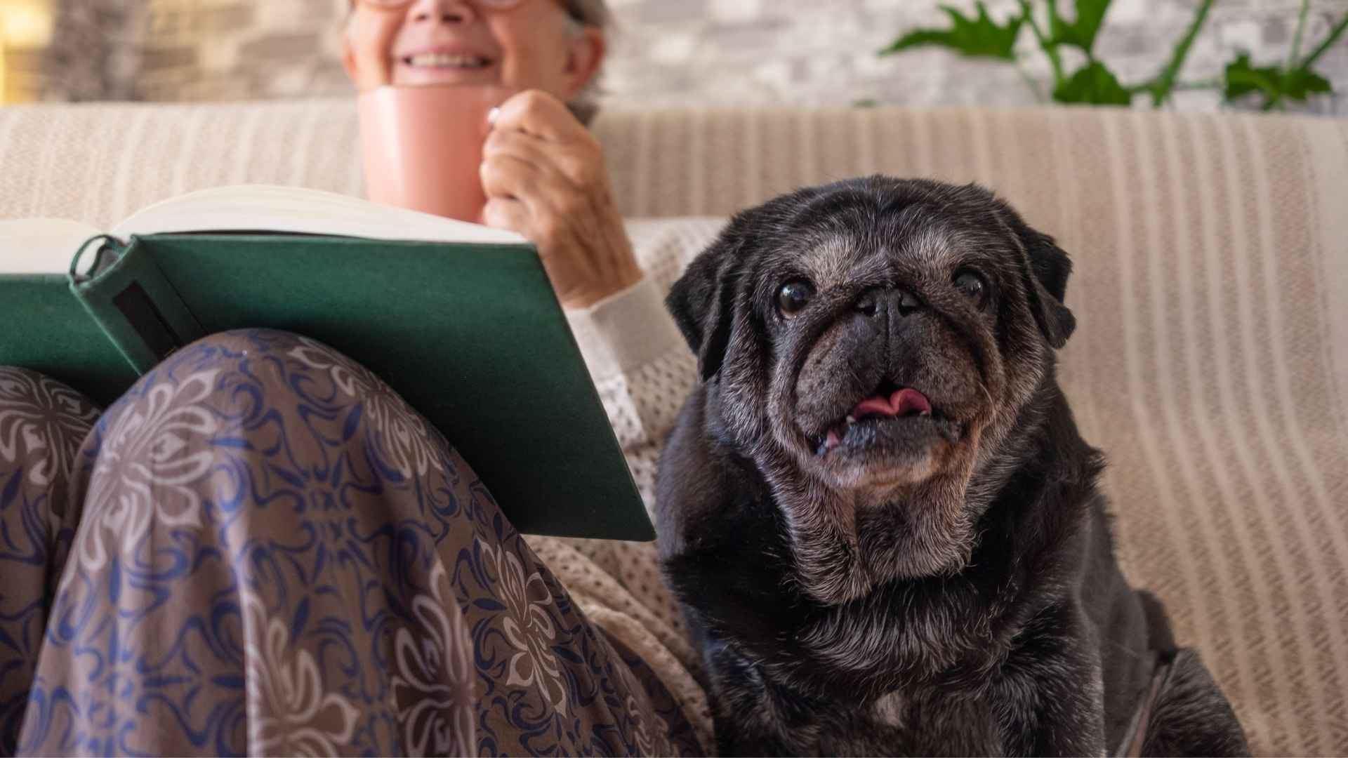 7 Best Dog Breeds for Seniors with Limited Mobility