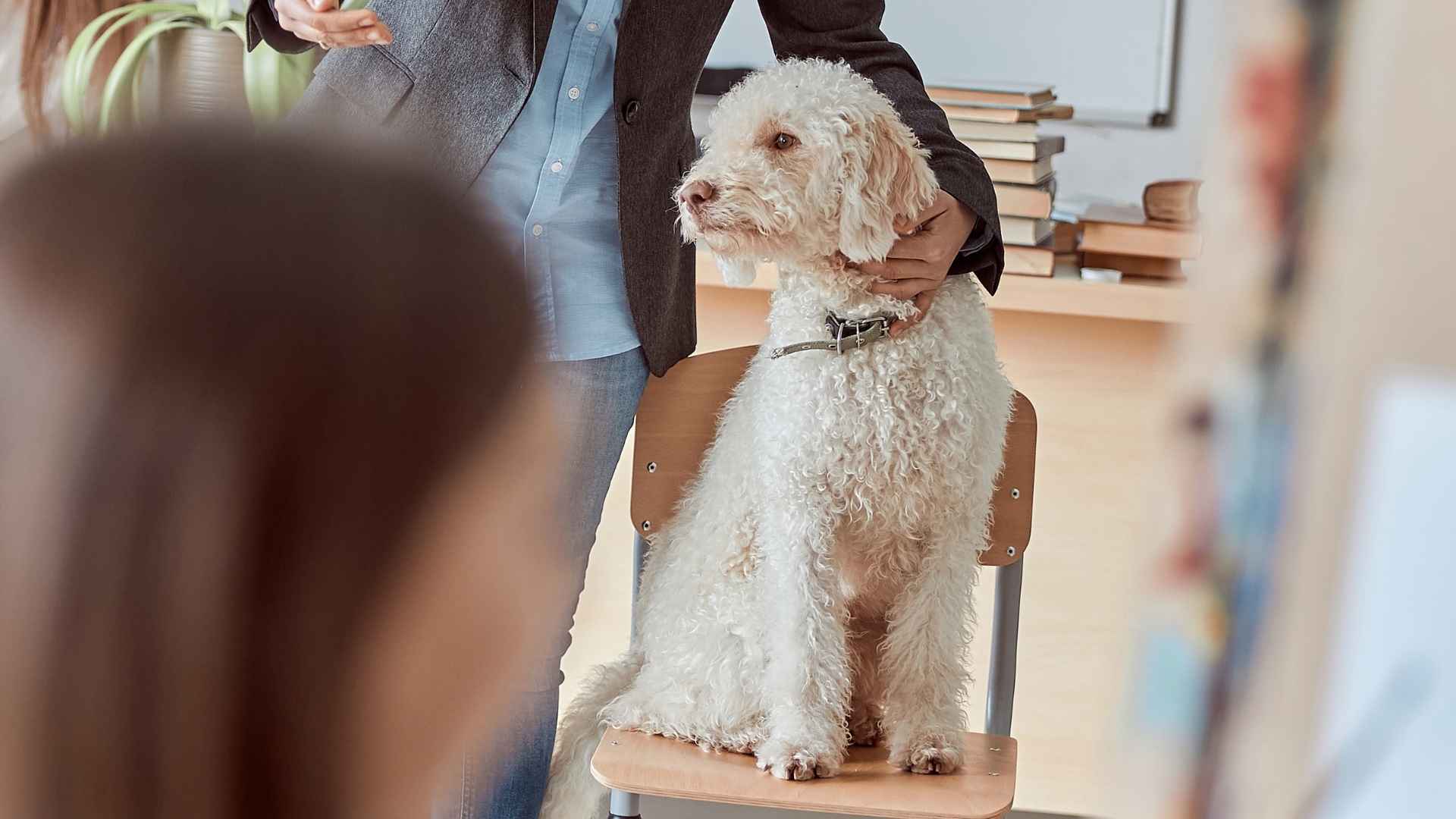 7 Best Dog Breeds for Teachers: The Good Pupils
