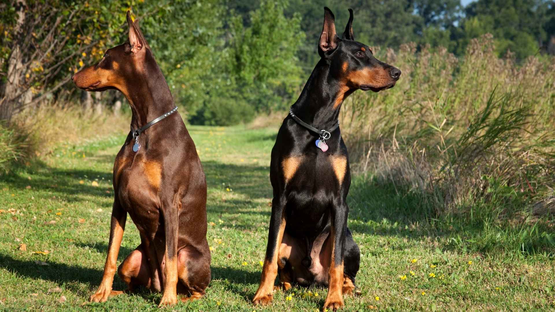 7 Best Guard Dogs For Large Property That Protect Like Pros