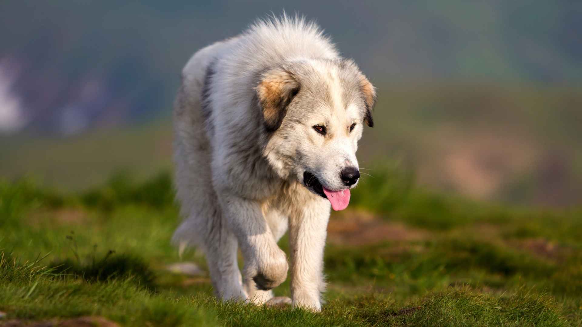 7 Best Guard Dogs for Rural Living: Protect Your Farm & Family