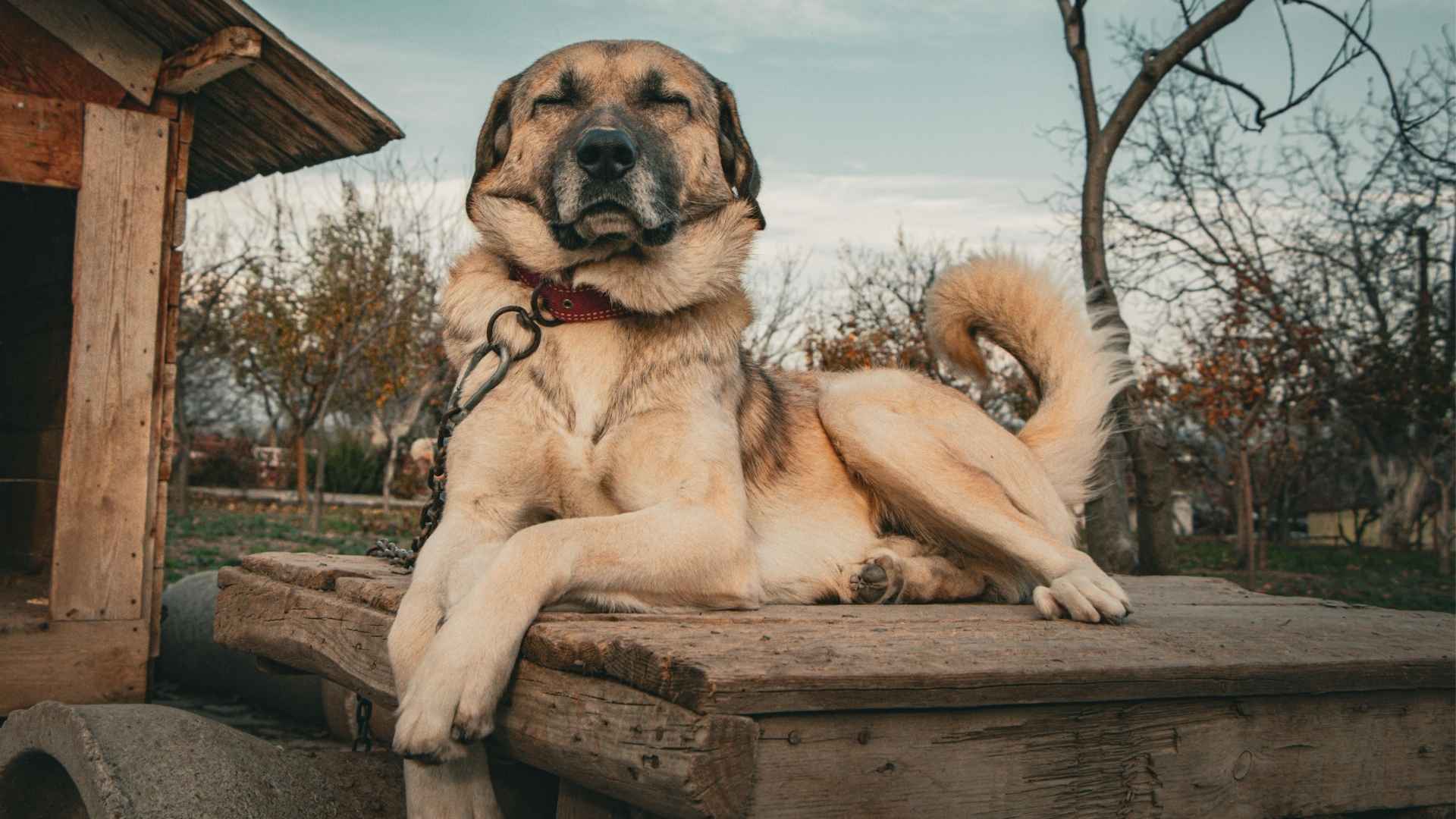 7 Best Large Dog Breeds for Rural Living: Perfect Canine Companions for Your Farm