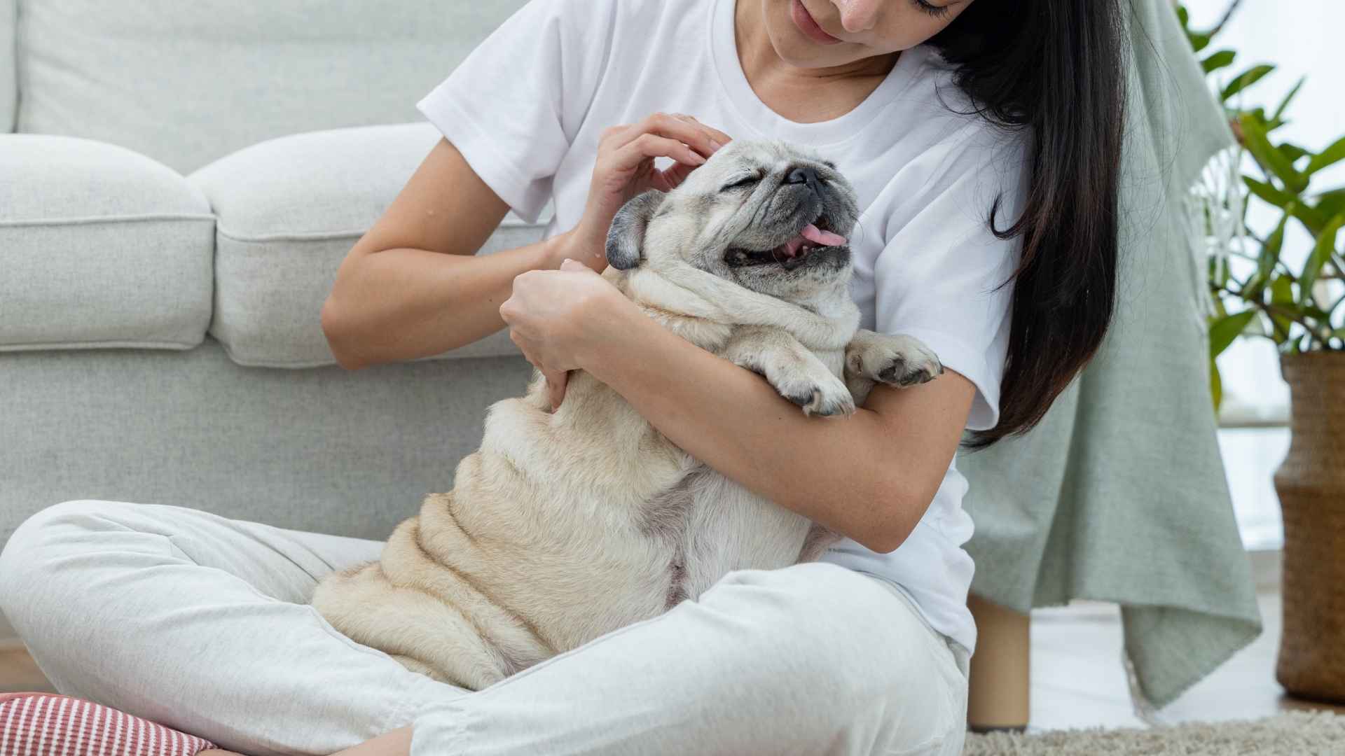 7 Best Low-Maintenance Dog Breeds Suitable for First-Time Owners