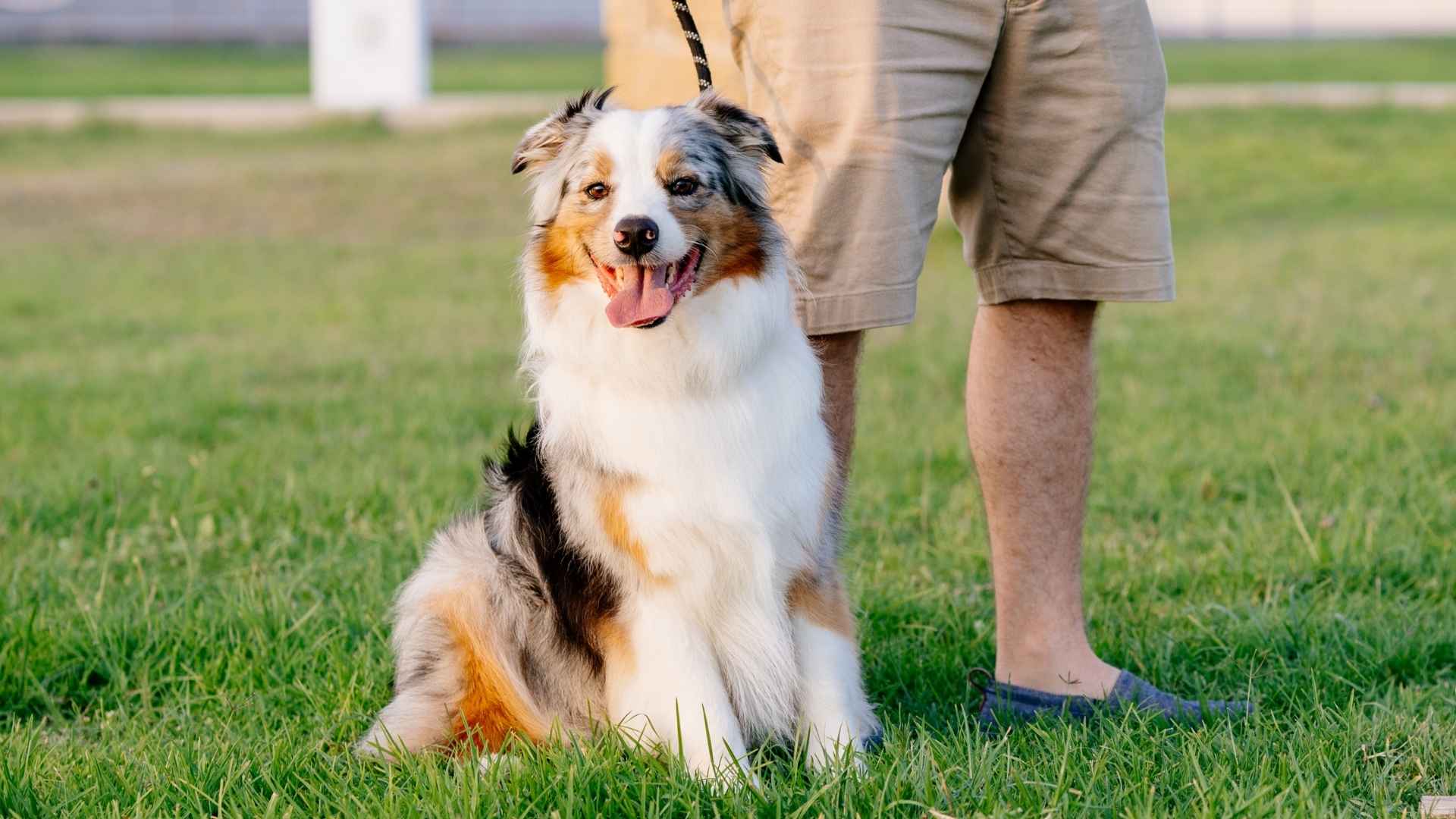 7 Best Outdoor Dog Breeds That Love the Wild