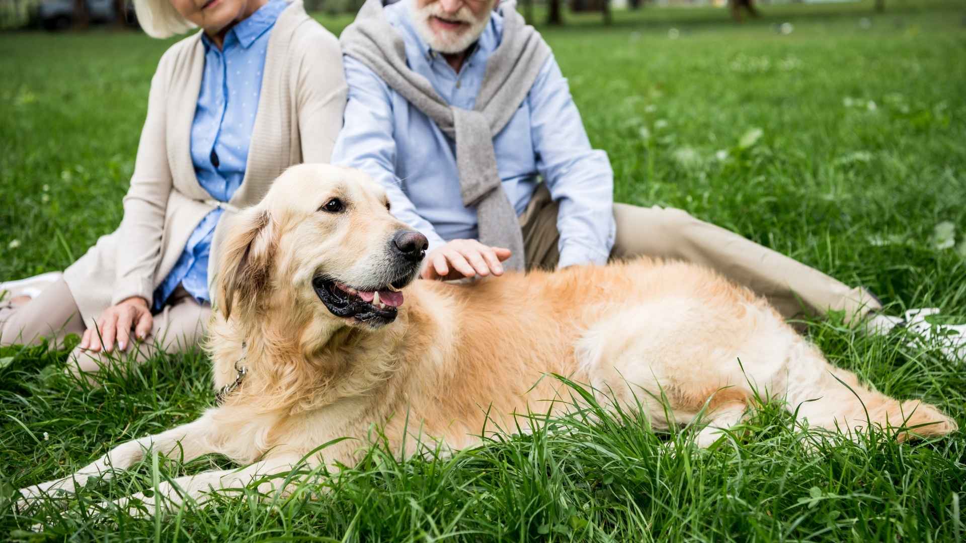 7 Best Rescue Dog Breeds for Seniors: Calm, Loving, and Adoptable