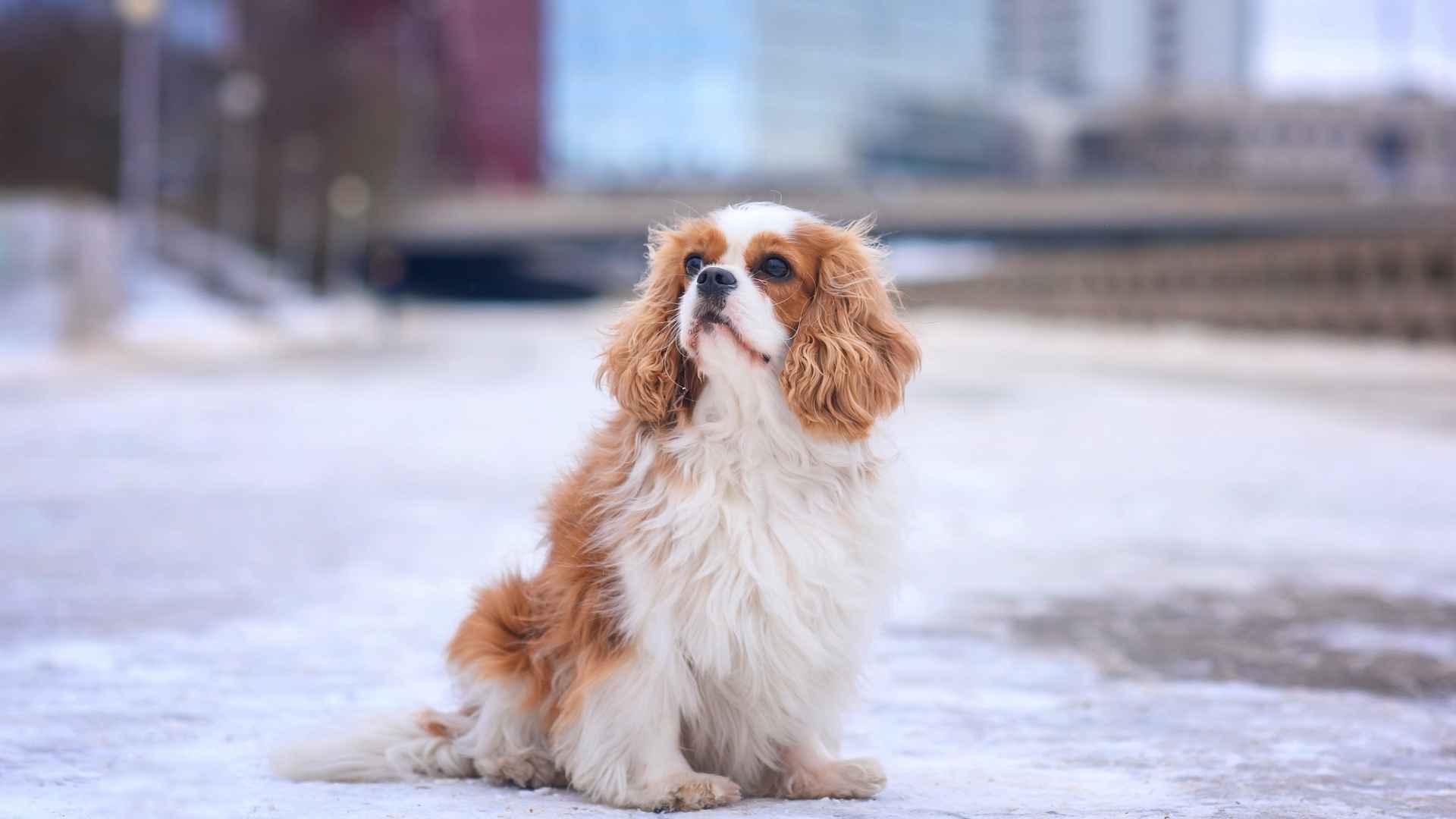 7 Best Small Dog Breeds For City Living That Thrive in Urban Environments