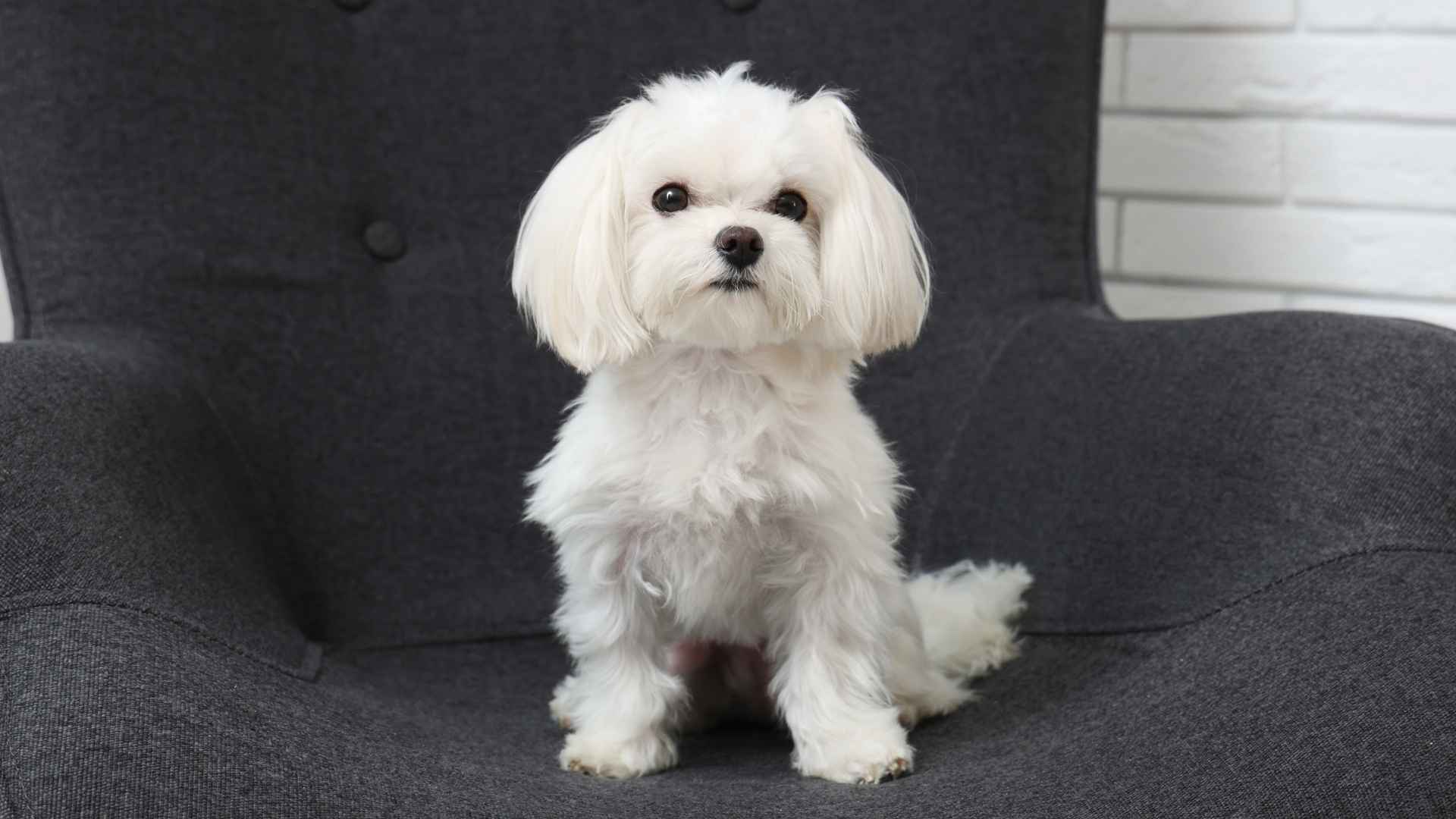 7 Best Small Dog Breeds for Indoor Living