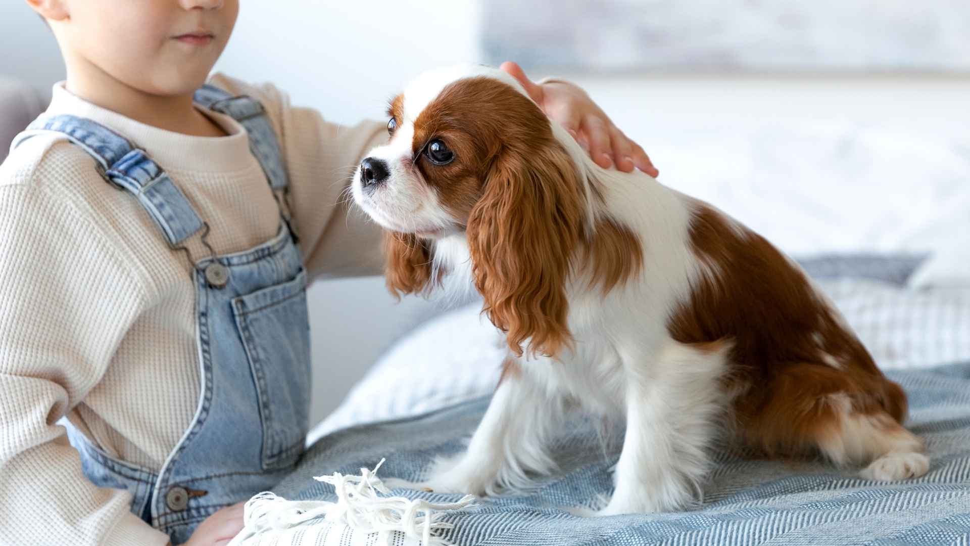 7 Best Toy Dog Breeds For Families With Kids