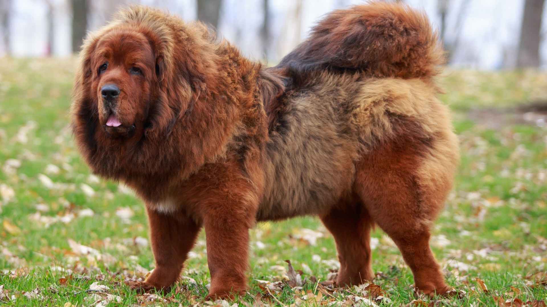 7 Big Dog Breeds That Are Surprisingly Sweet