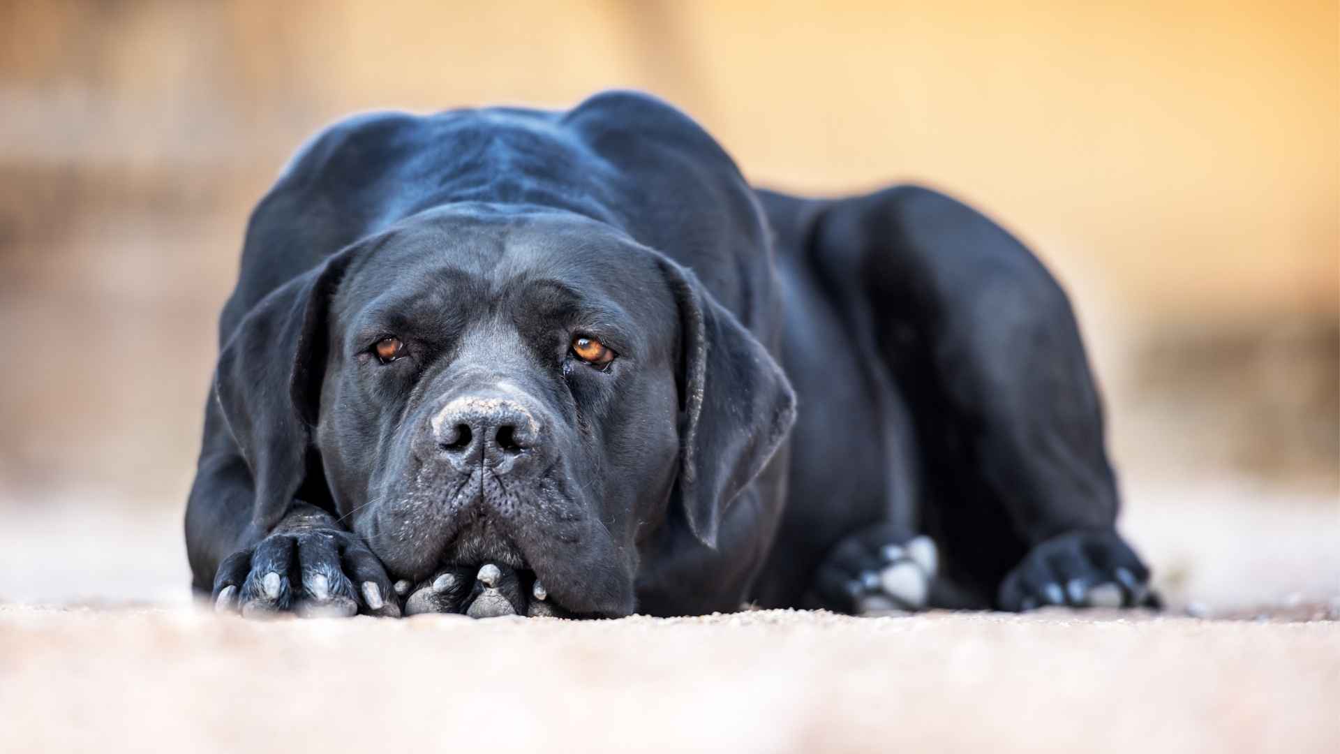 7 Black Dog Breeds That Are Anxious and Need Extra Love