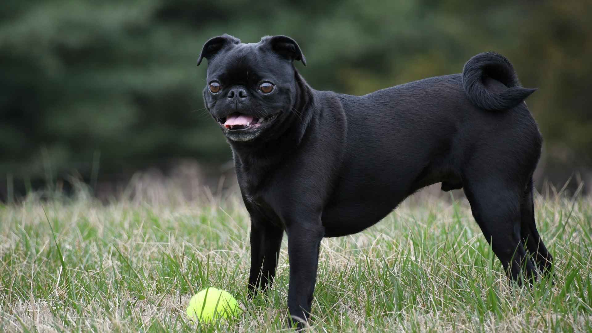 7 Black Dog Breeds with Curly Tails to Love and Adore