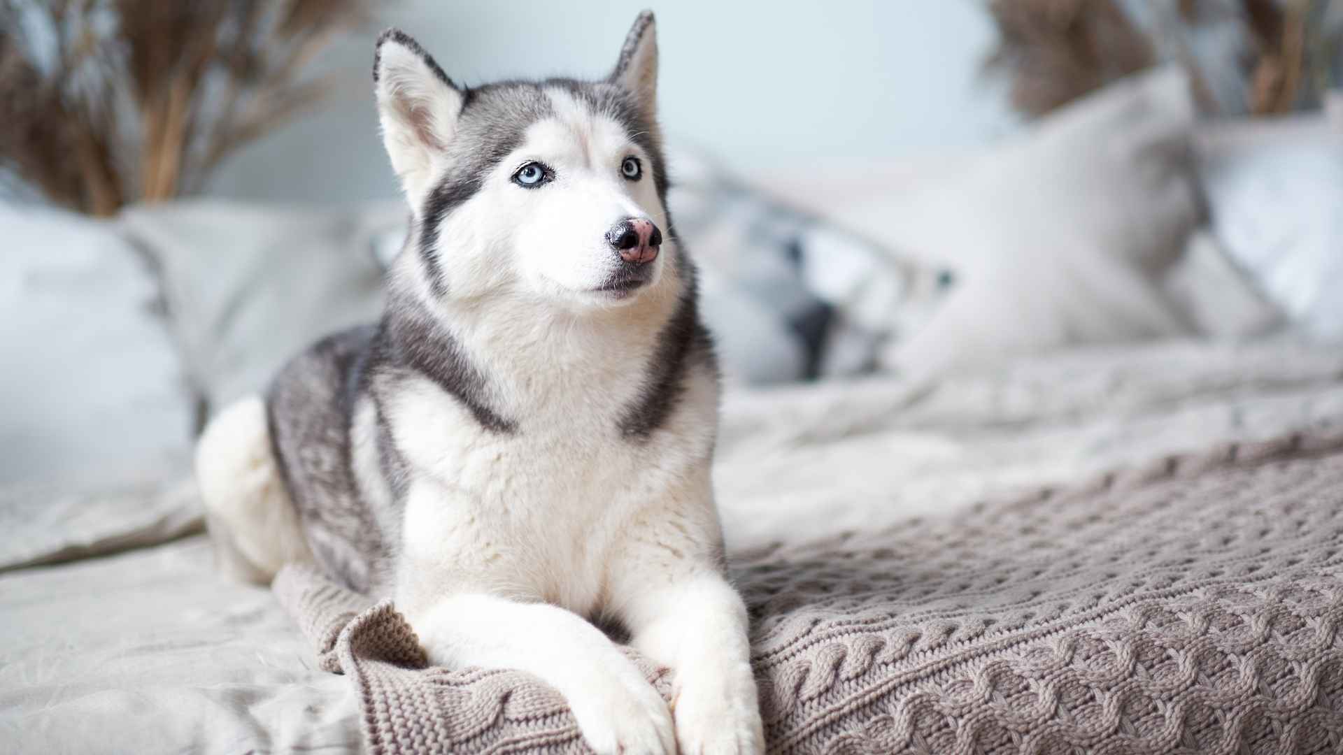 7 Blue-Eyed Dog Breeds That Live in Apartments: The Gorgeous Canines