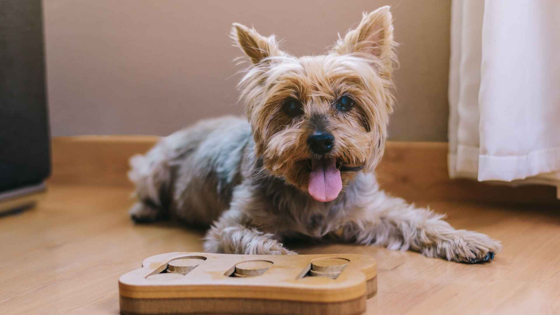 7 Brainy Dog Breeds That Excel In Puzzle Toys