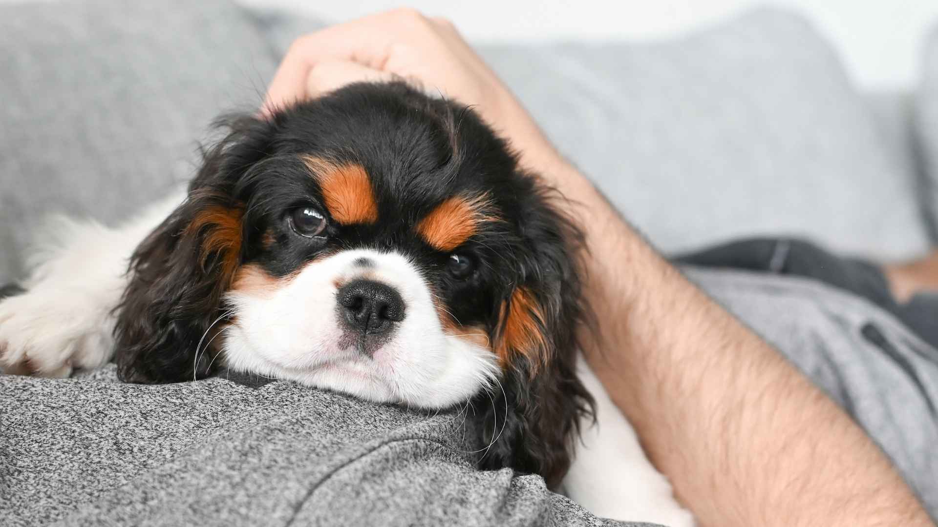7 Calm Emotional Support Dog Breeds for Stress Relief and Comfort