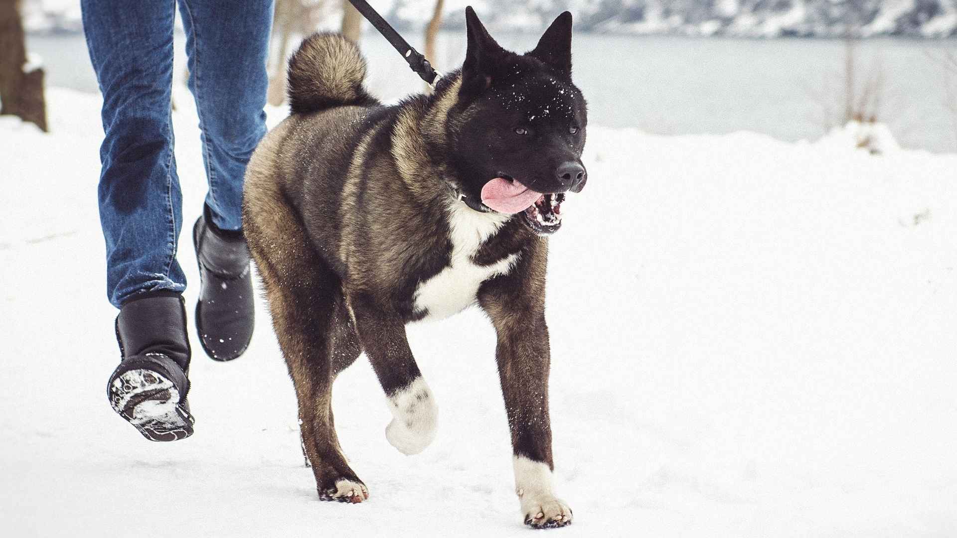 7 Challenging & Hard-to-Train Giant Dog Breeds (But Totally Worth It!)