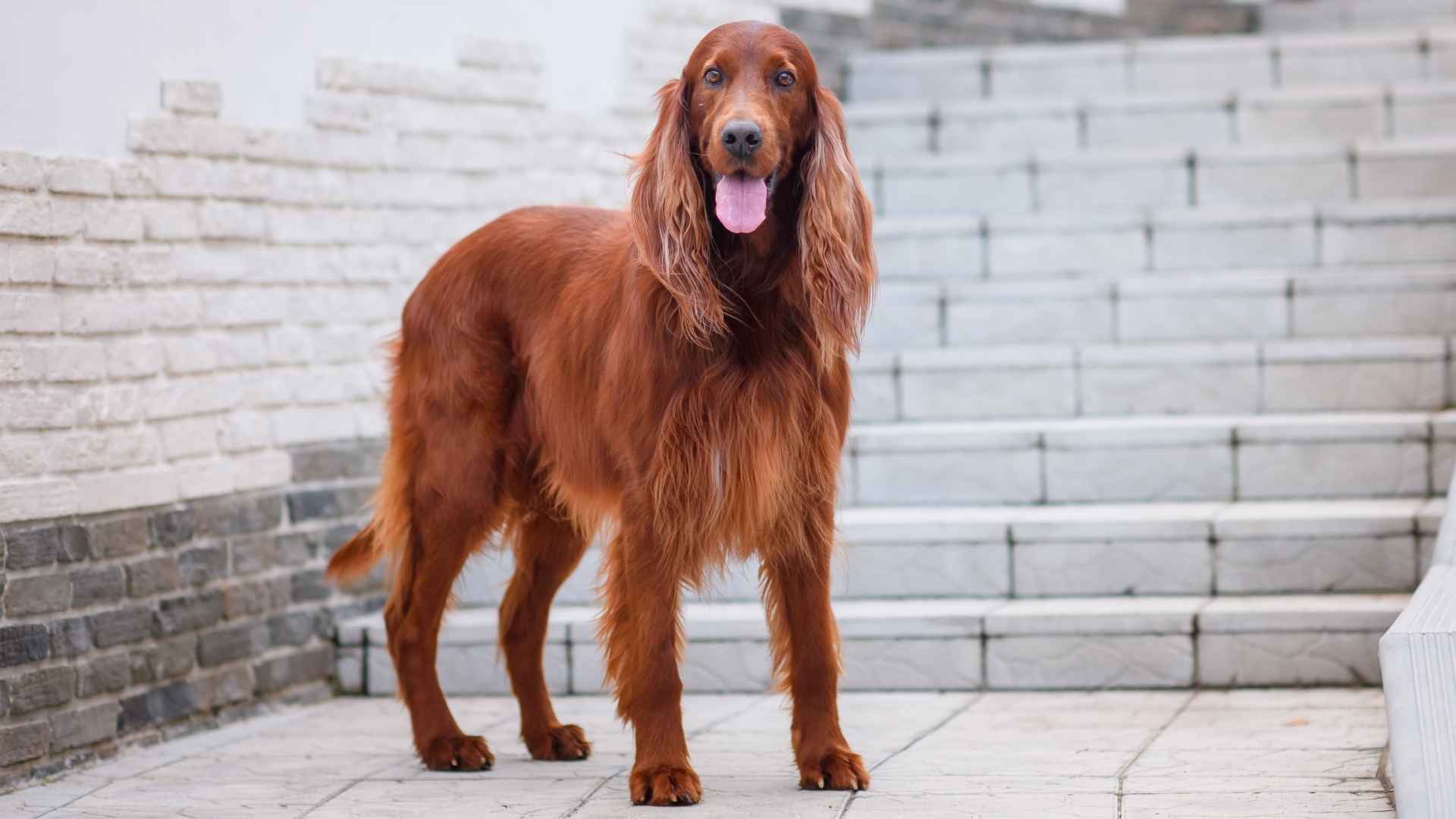 7 Chocolate Medium Dog Breeds That Steal Hearts