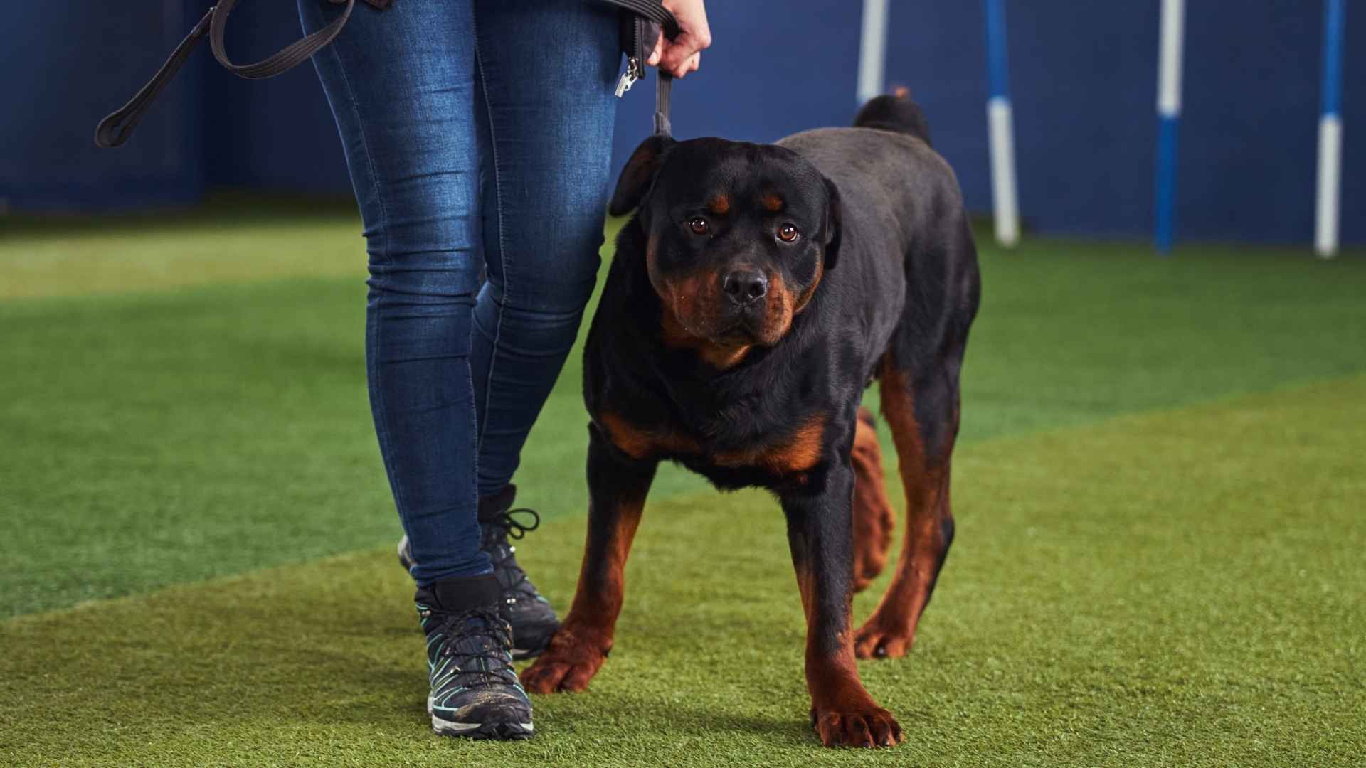 7 Clever Large Dog Breeds That Are Easy to Train and Fun to Own