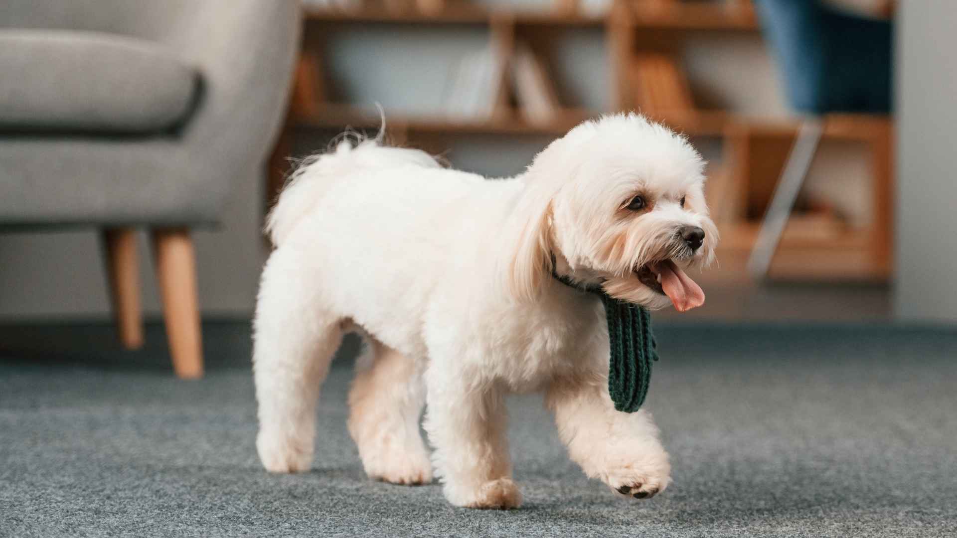 7 Compact Dog Breeds For Small Studios: Small and Adorable