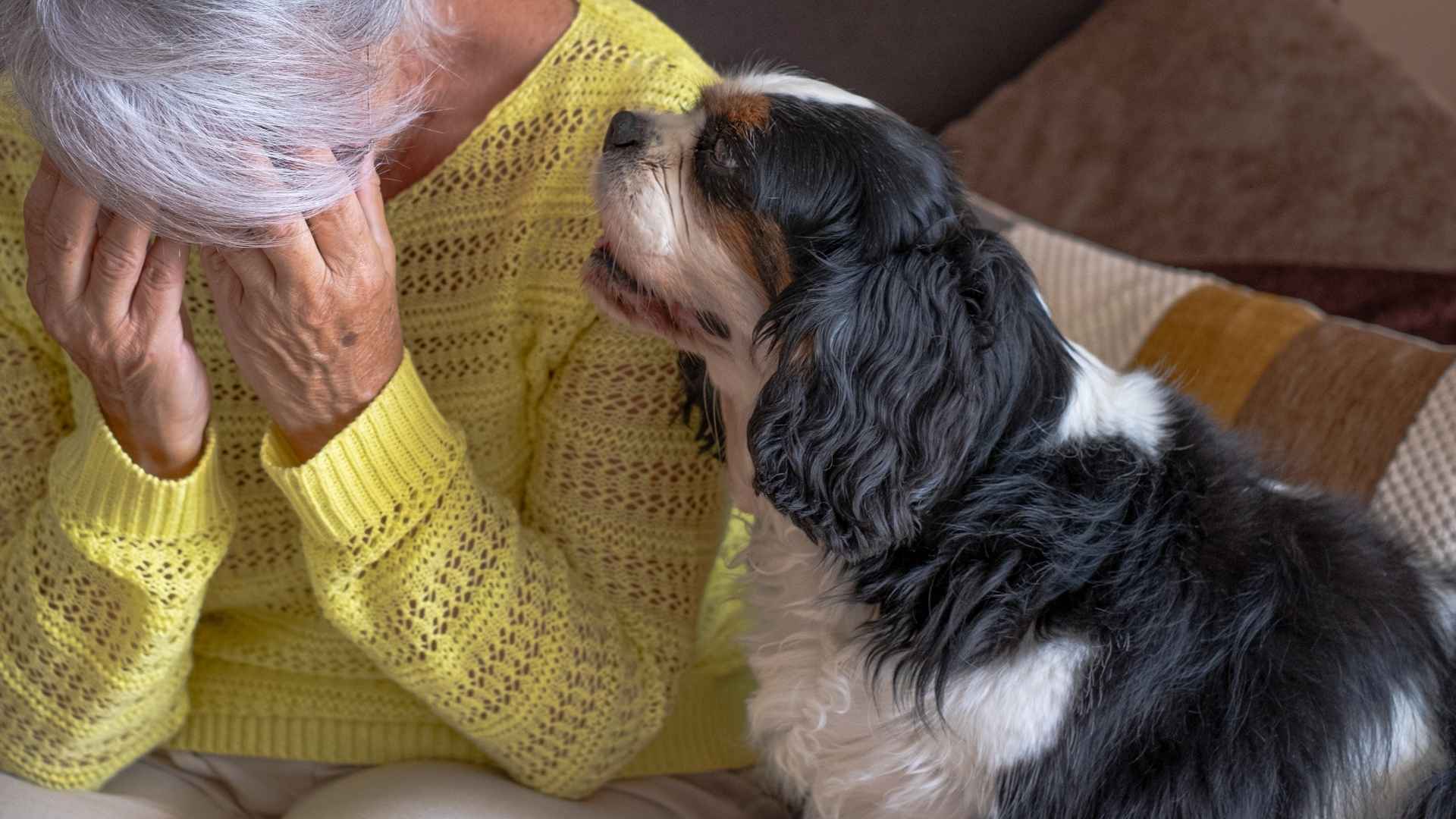 7 Companion Dog Breeds For Anxiety Relief and Emotional Support