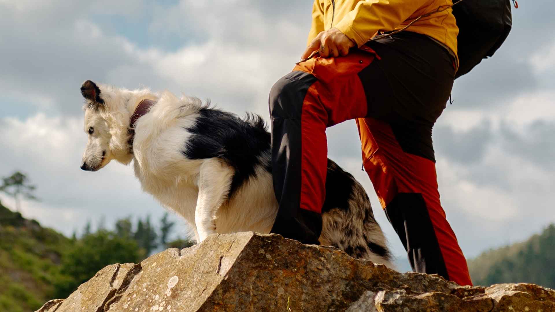 7 Companion Dog Breeds For Hiking and Outdoor Adventures