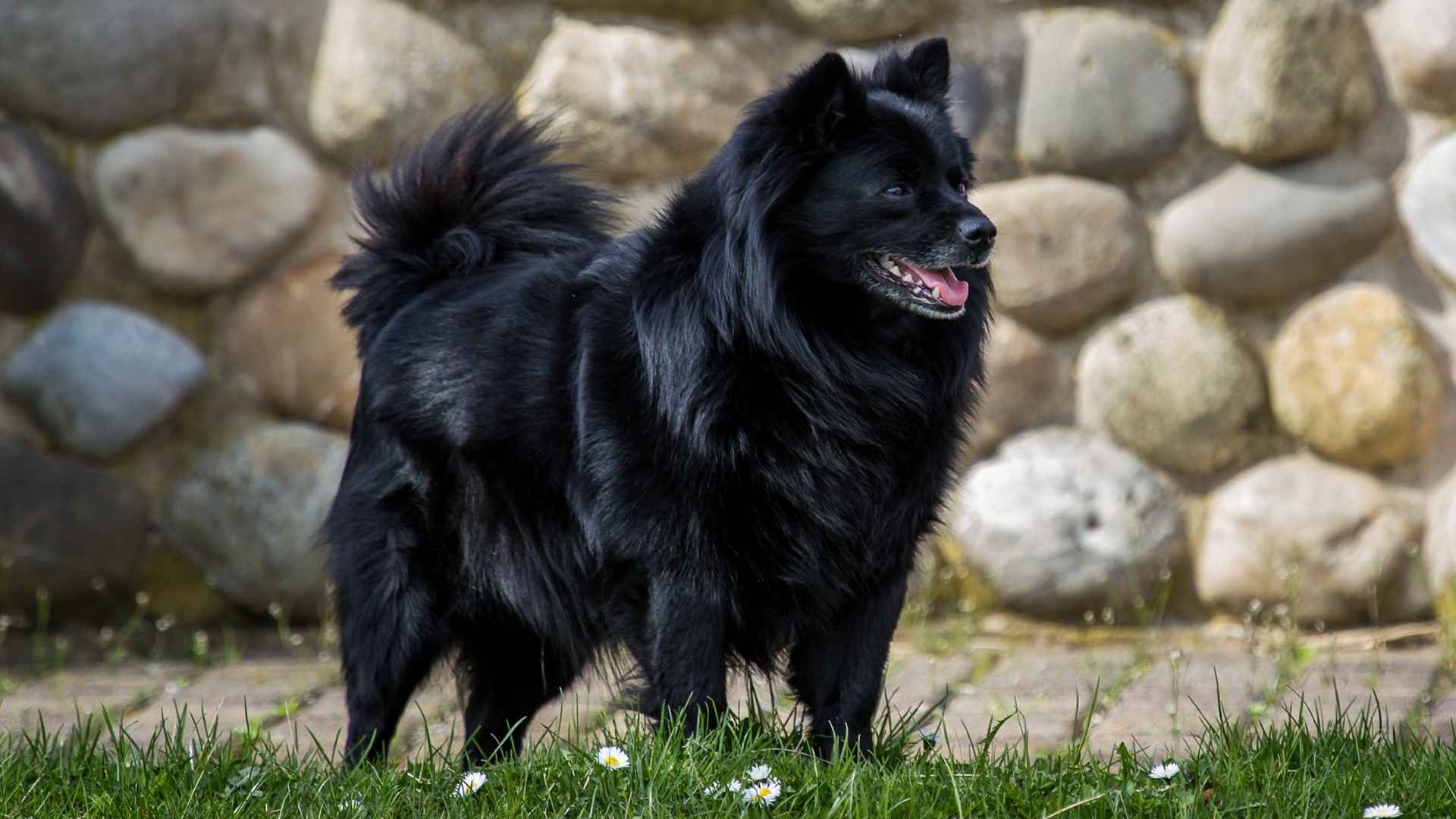 7 Cutest Black Dog Breeds for Families and Pet Lovers