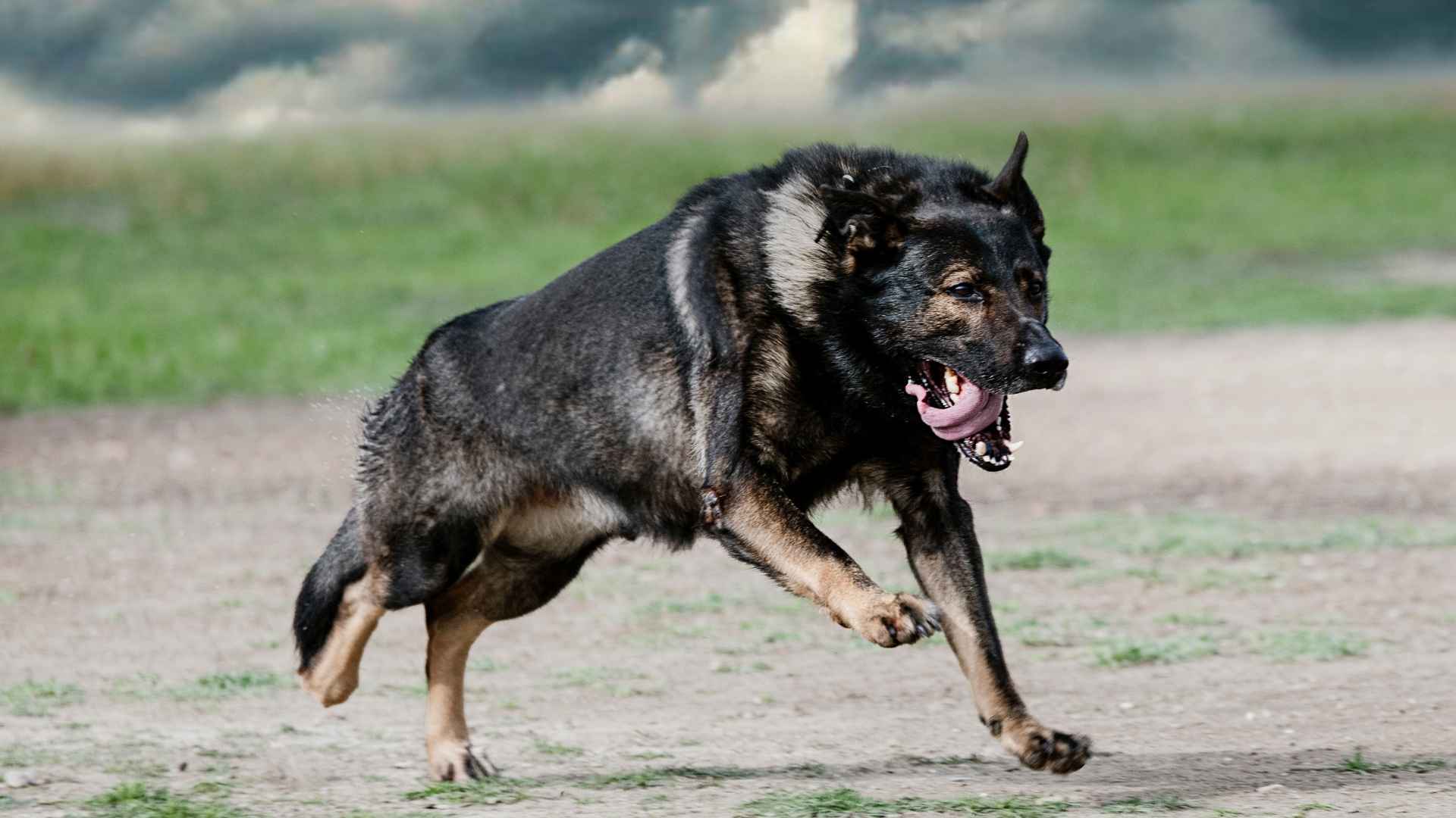 7 Dangerous Dog Breeds and Why They Get That Label